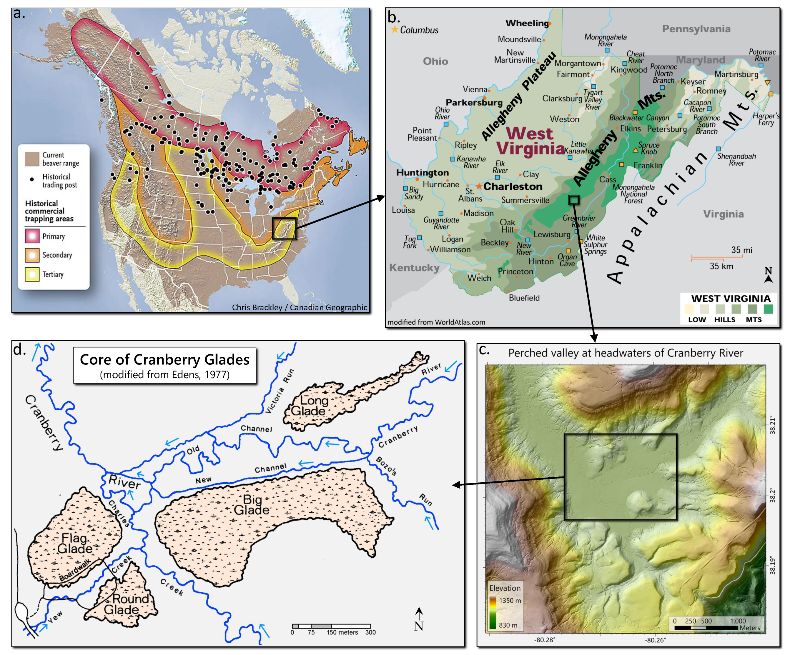 Acadia's North American Beaver: The Ultimate Keystone Species (U.S.  National Park Service)