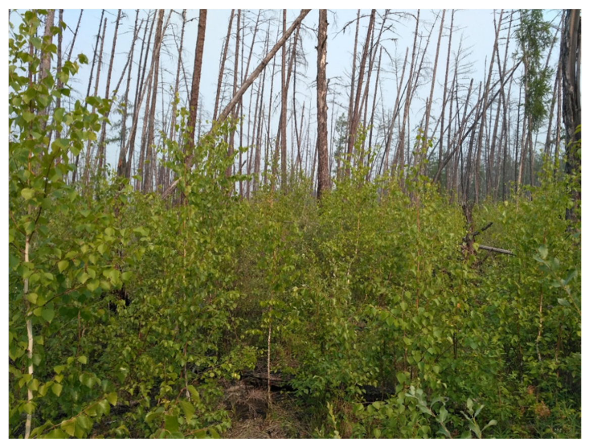 Land 11 00496 g004 550