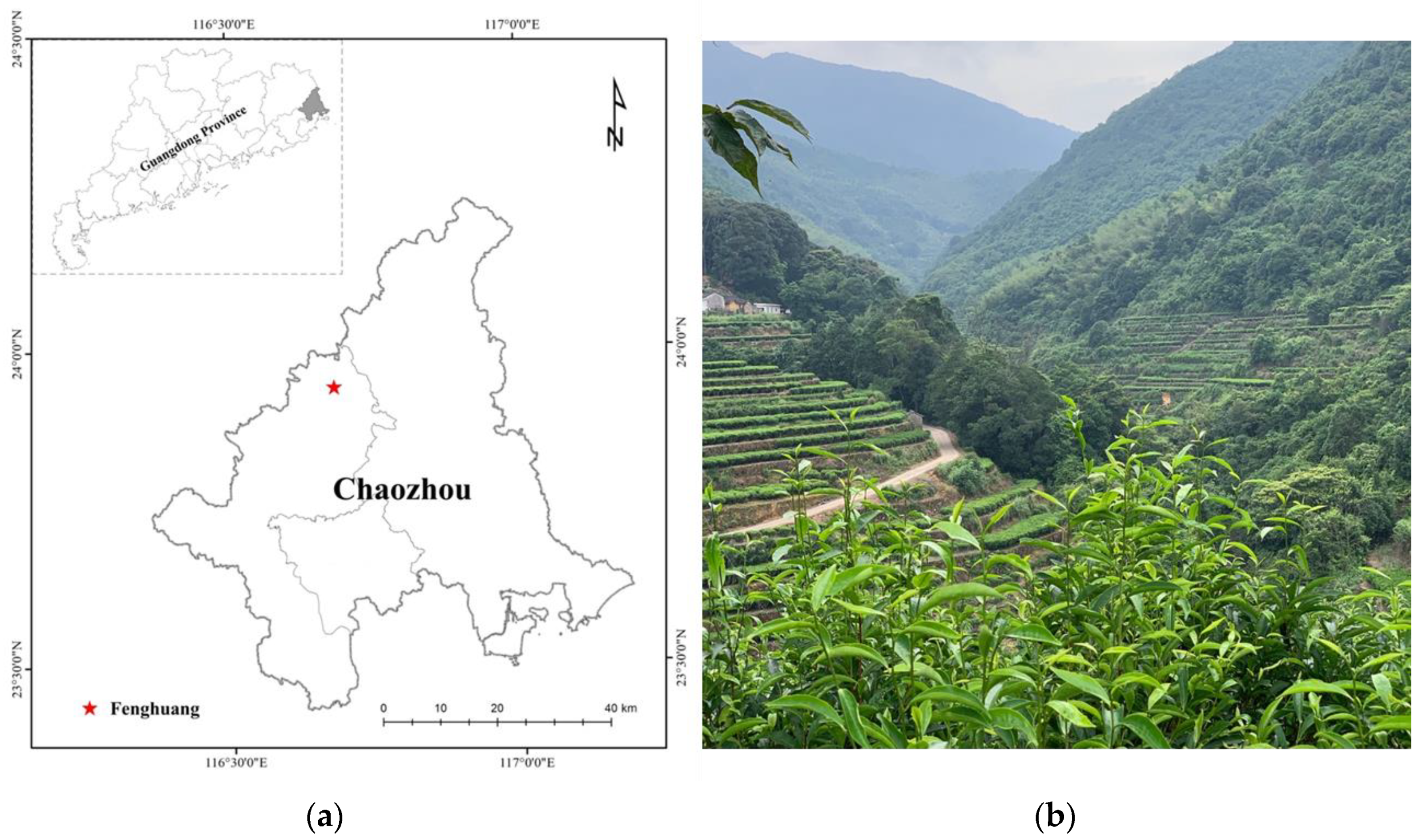 Land Free Full Text Enhancing Rural Resilience In A Tea Town Of China Exploring Tea Farmers Rsquo Knowledge Production For Tea Planting Tea Processing And Tea Tasting Html