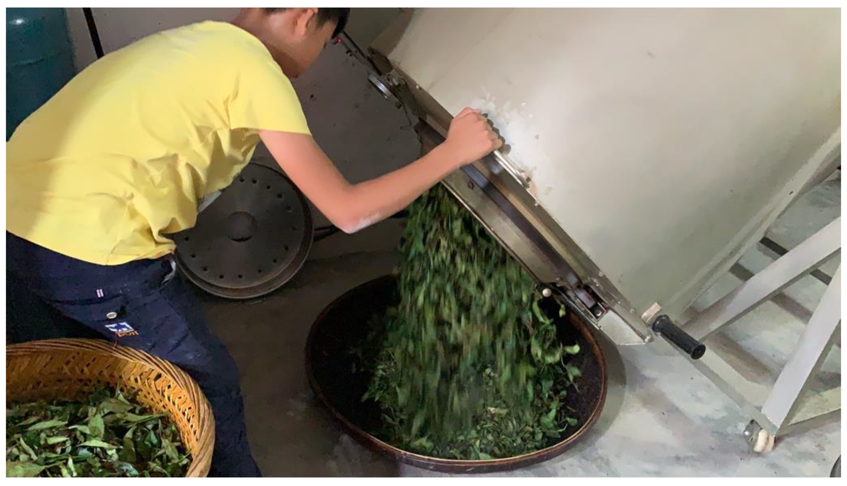 Land Free Full Text Enhancing Rural Resilience In A Tea Town Of China Exploring Tea Farmers Rsquo Knowledge Production For Tea Planting Tea Processing And Tea Tasting Html