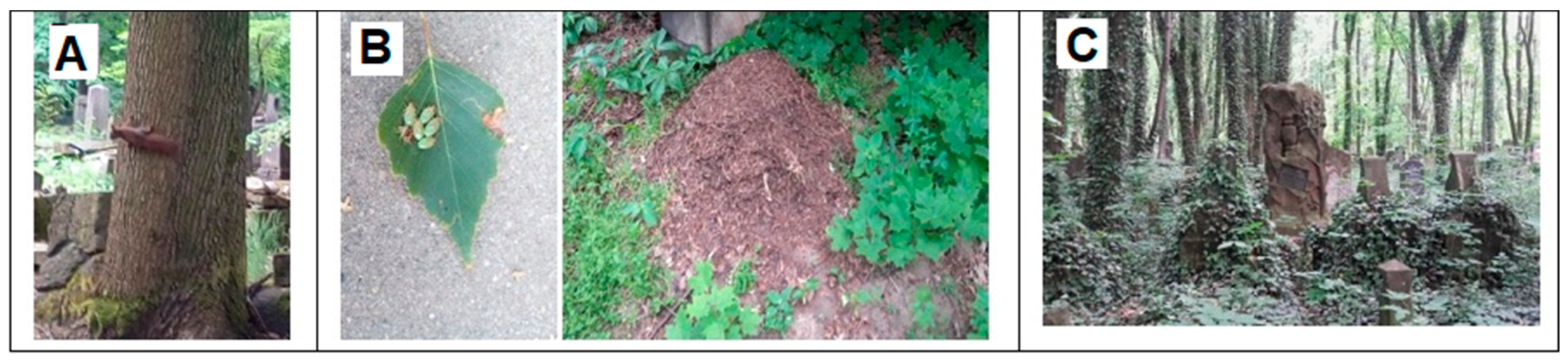 Land 11 00677 g005 Land 11 00677 g005