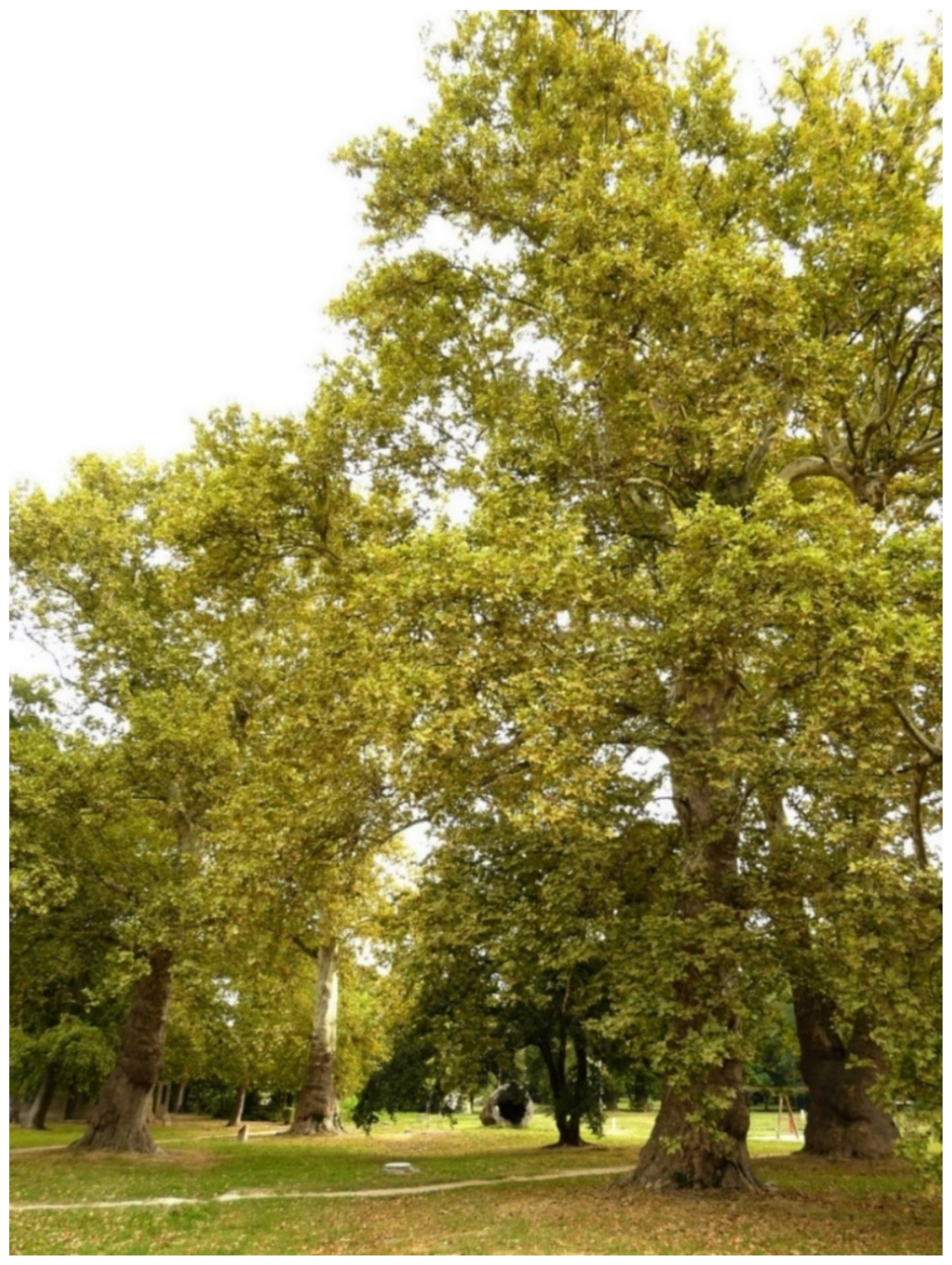 Land 11 00984 g007 550