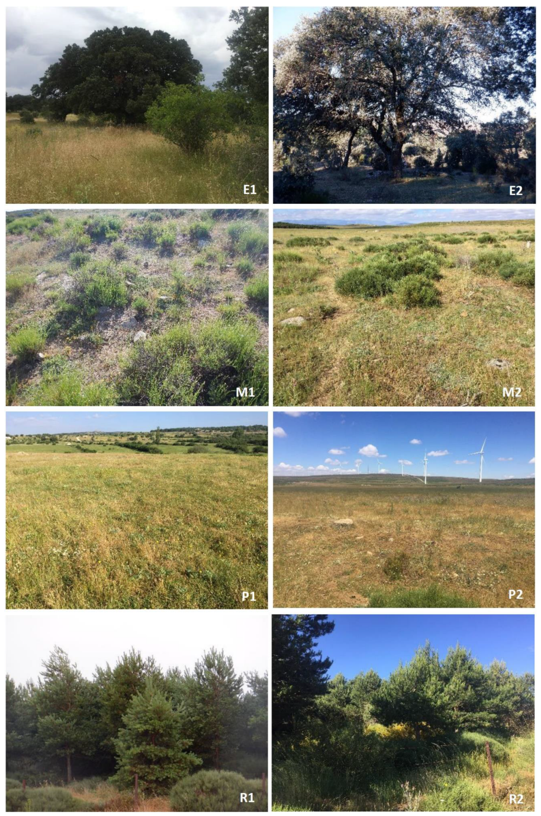 Land 11 01043 g002 550