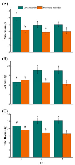 Effects of Soil pH on the Growth and Cadmium Accumulation in