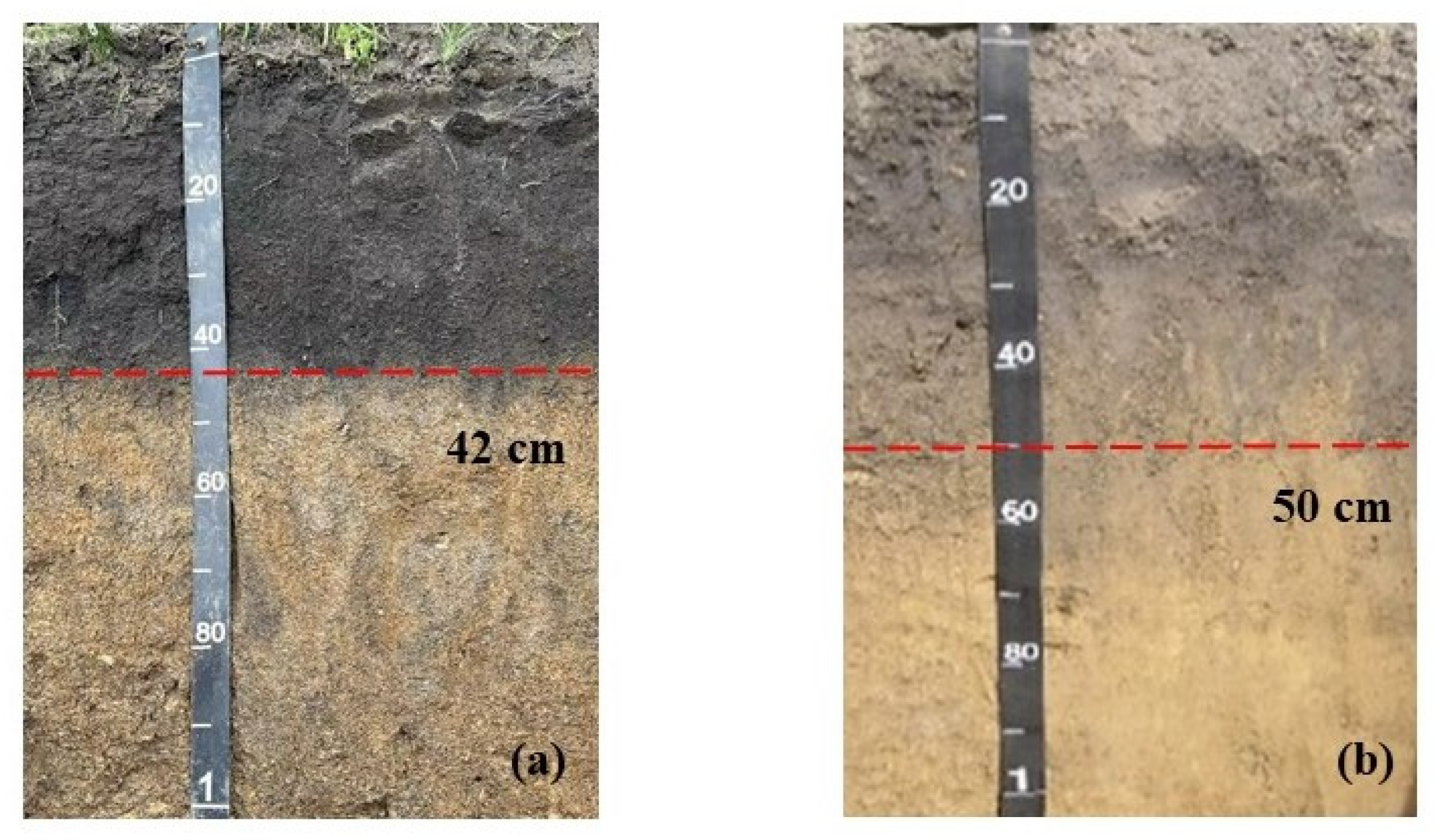 Soil Quality Mediates the Corn Yield in a Thin-Layer