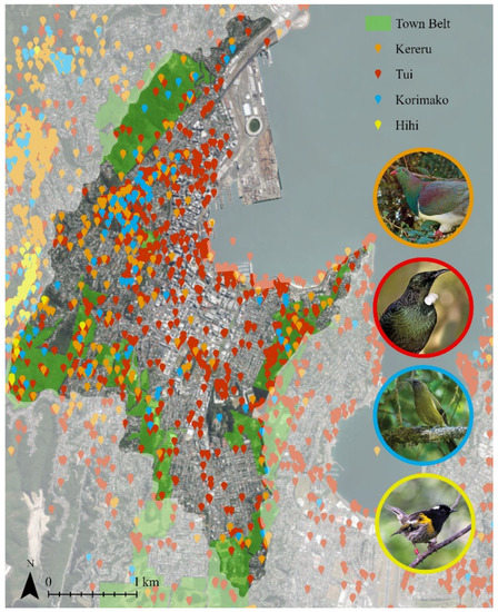 Land and Sea Land Kereru and Tuis Land and Sea Land Kereru and Tuis