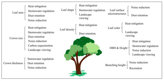 Influence of Urban Tree Traits on Their Ecosystem Services: A ...