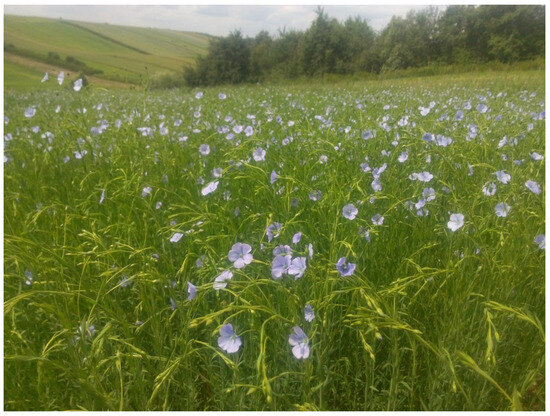 Geographical and Soil-Based Assessment of Yield and Fiber