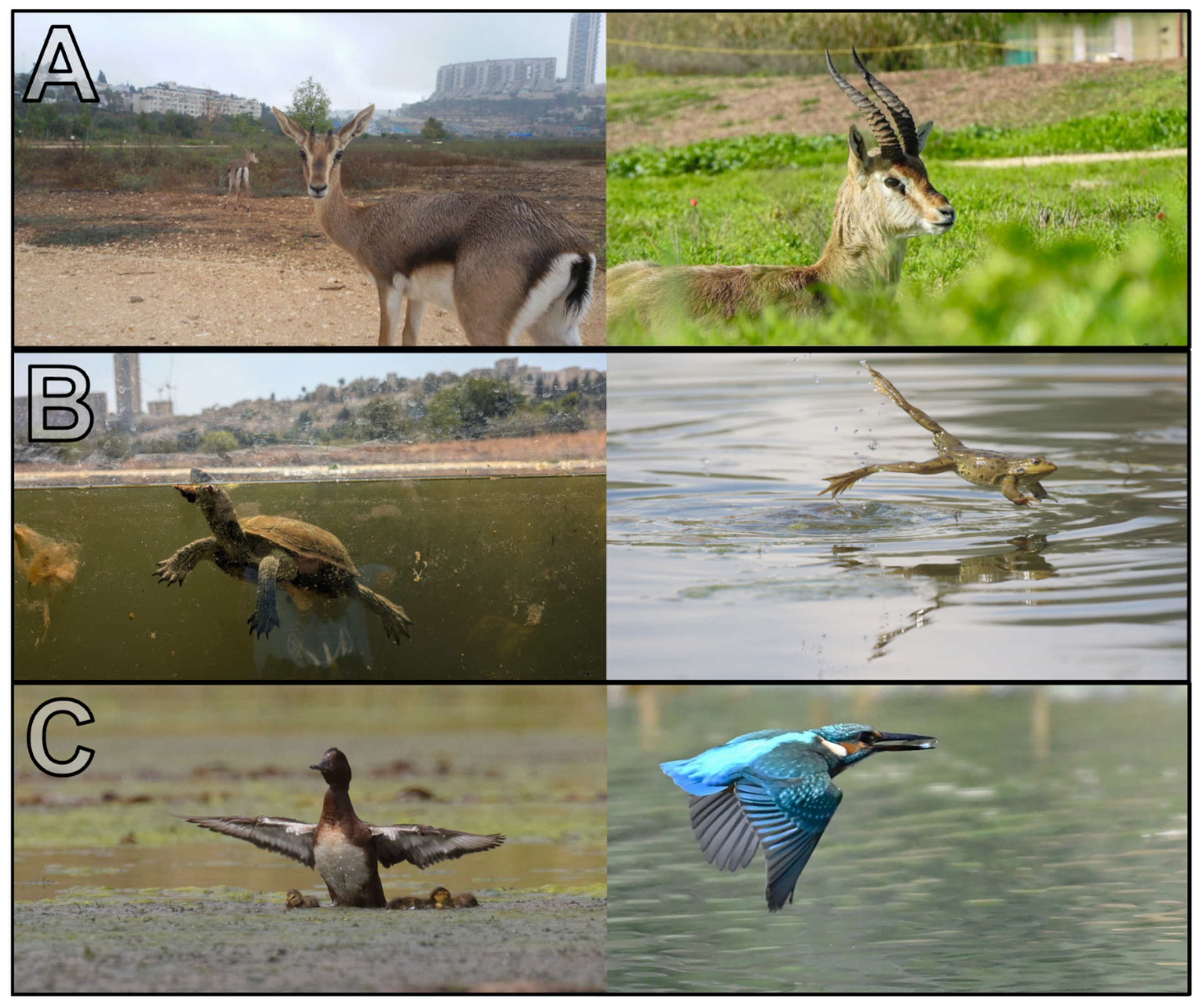 Land 14 02174 g013 Land 14 02174 g013