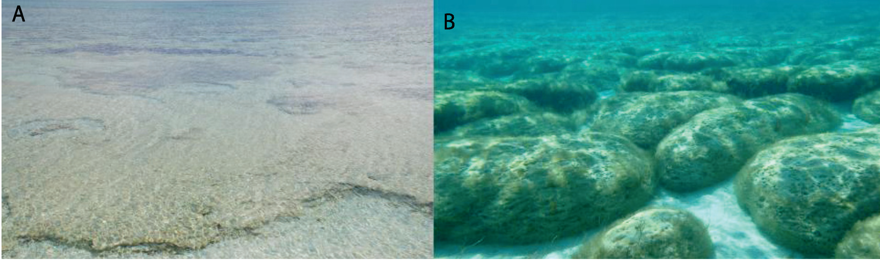 Life Free FullText Heterotrophic Protists in Hypersaline Microbial