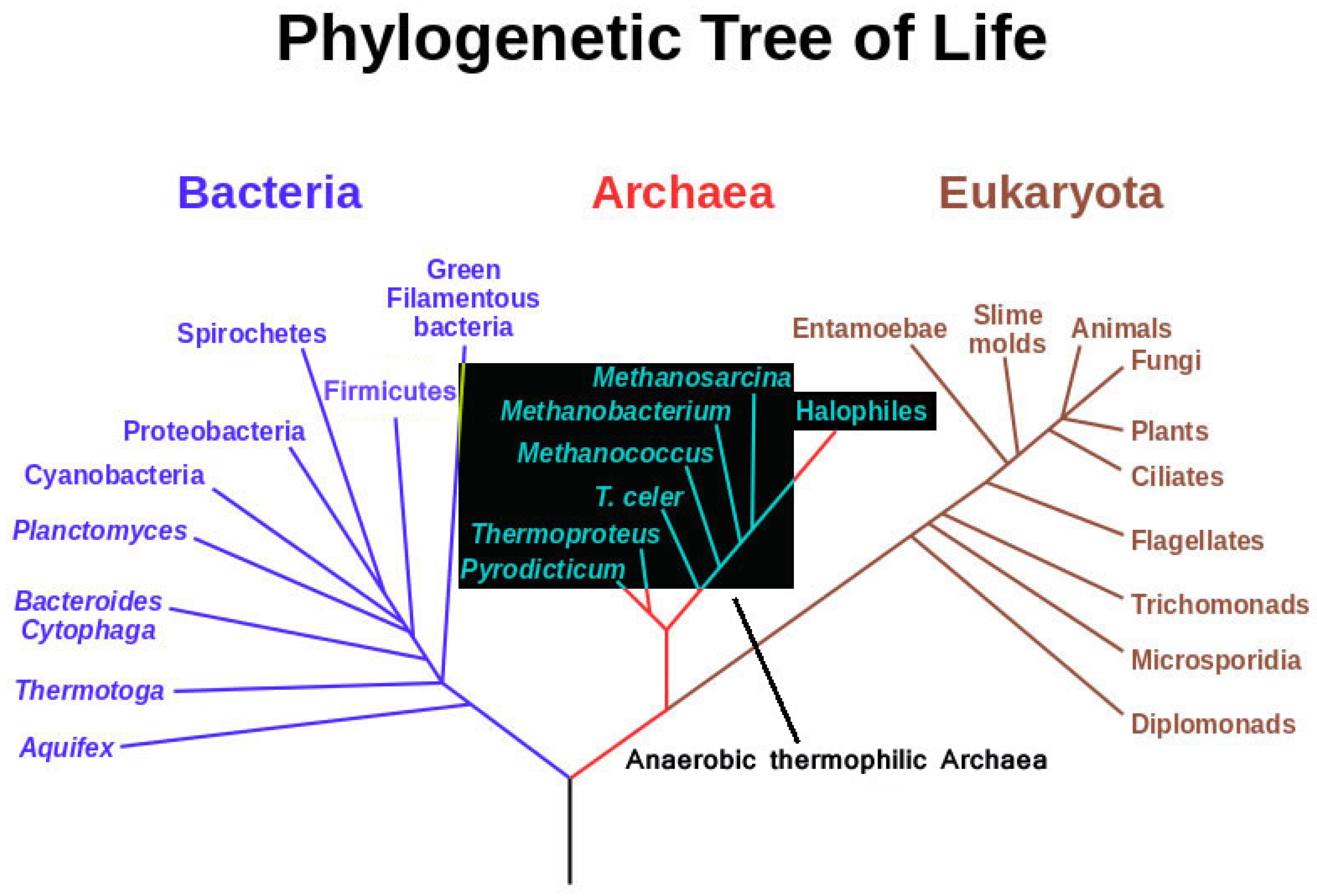 Life 04 00077 g001