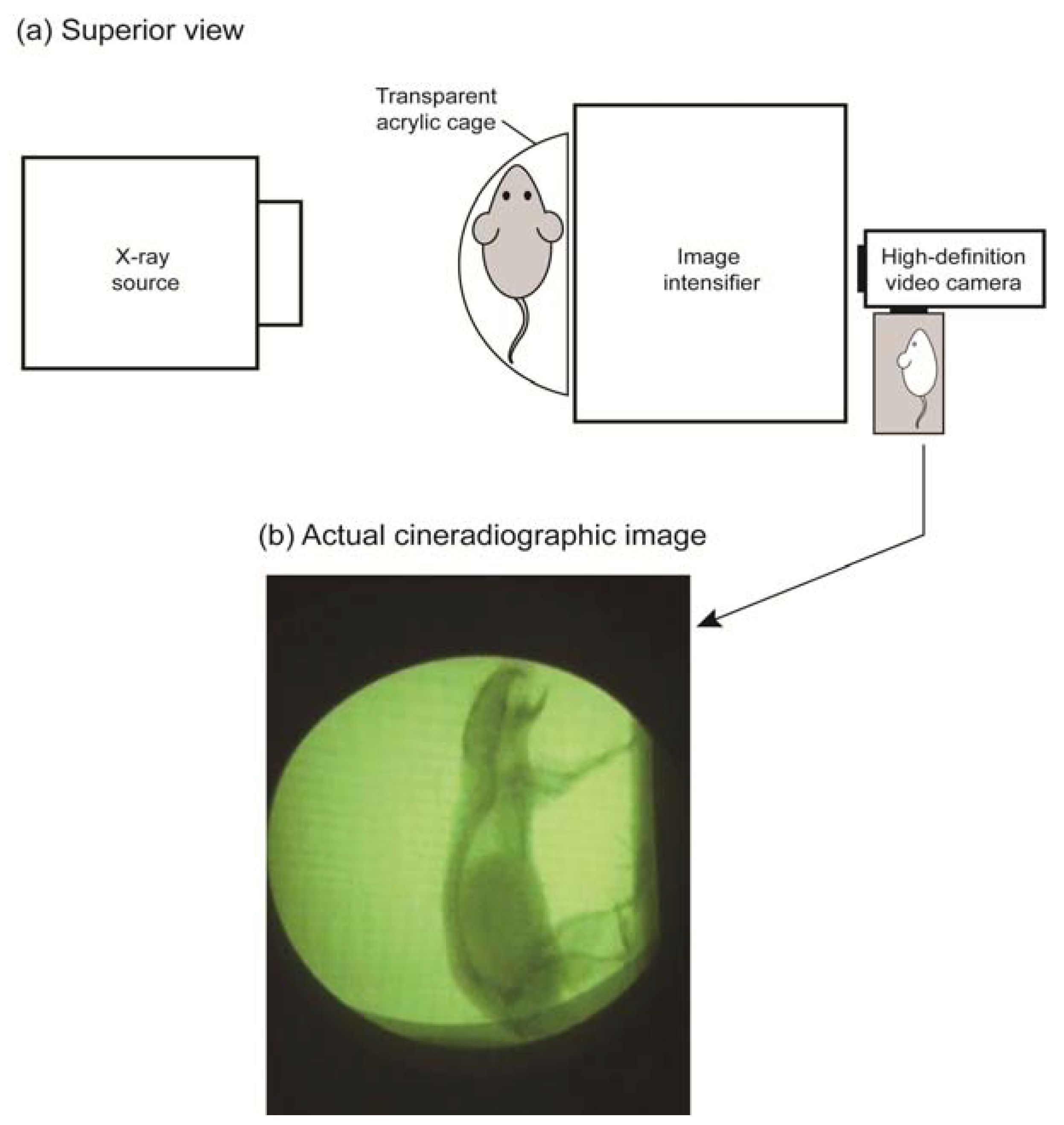 Life 04 00174 g002 1024