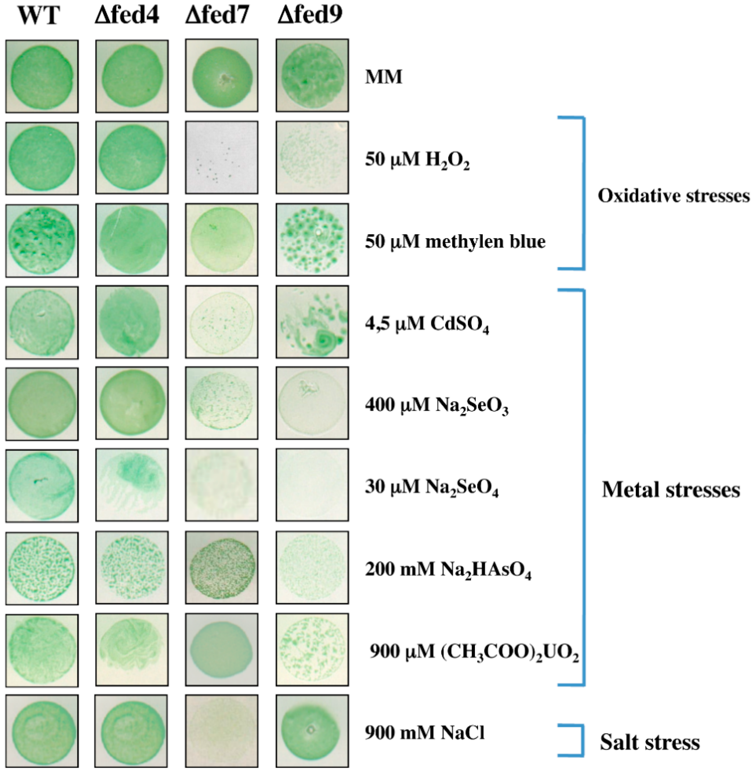 Life 04 00666 g003 1024