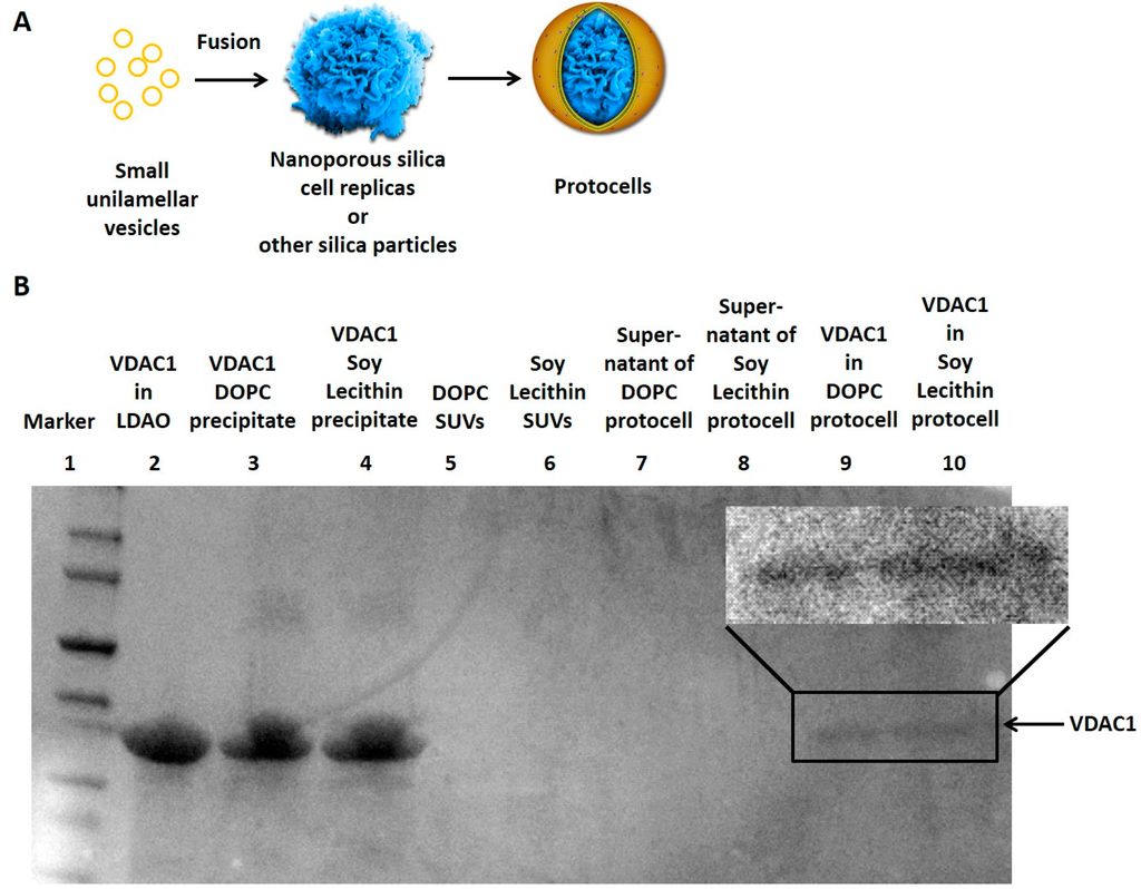 Life Special Issue Protocells Designs For Life