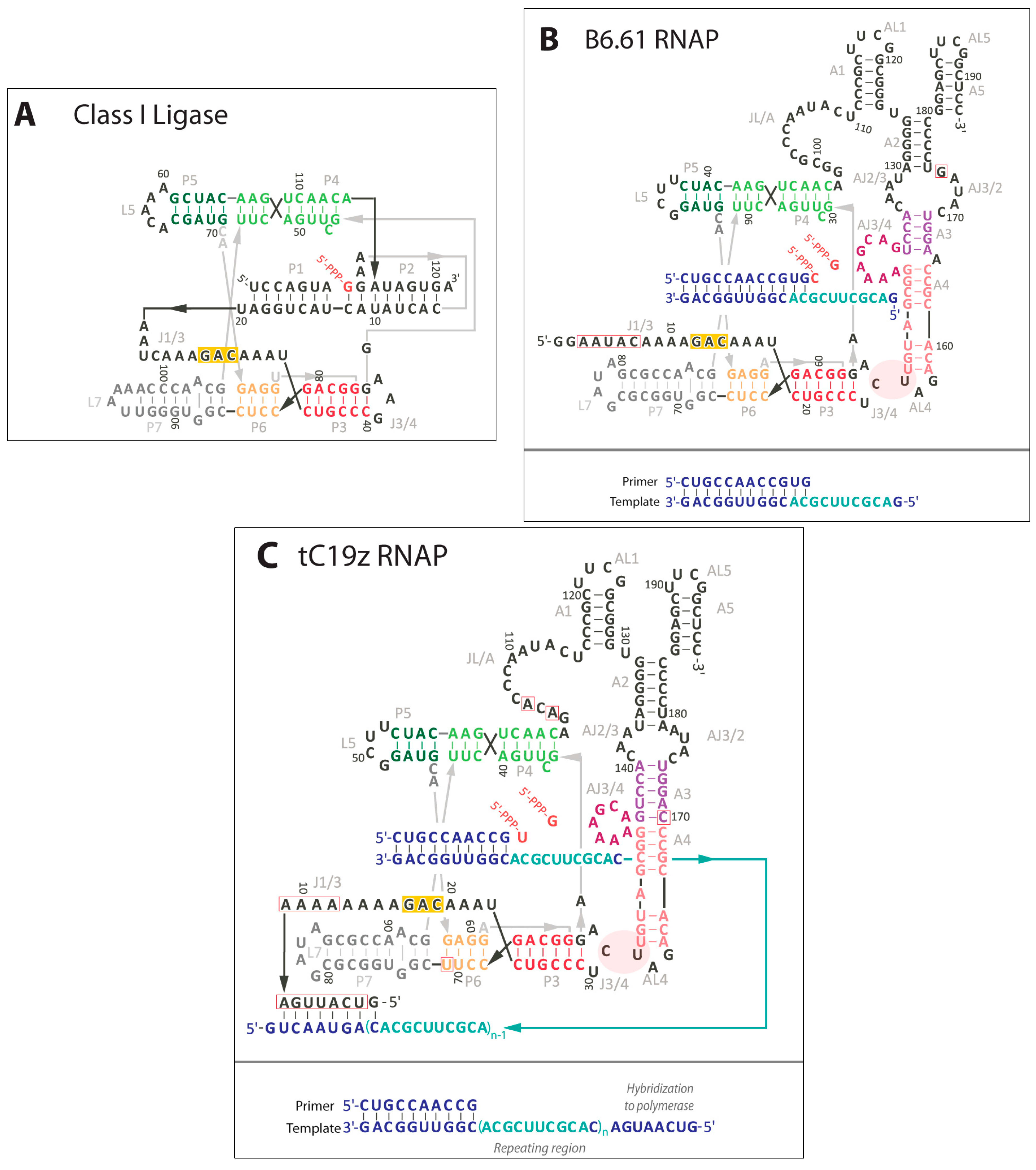 what are ribozymes