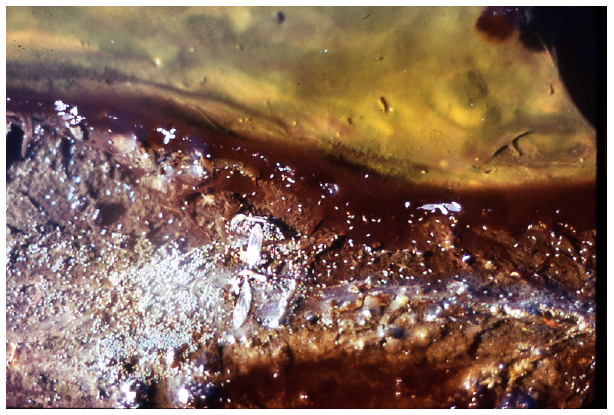 Life 05 00332 g009 1024