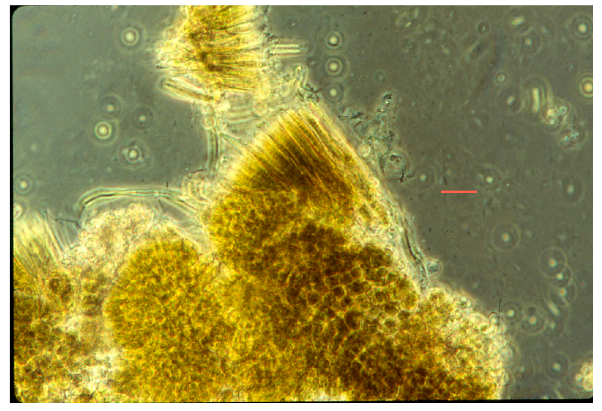 Life 05 00332 g013 1024