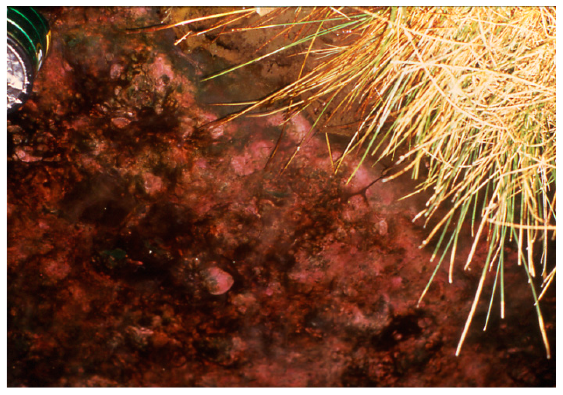 Life 05 00332 g015 1024