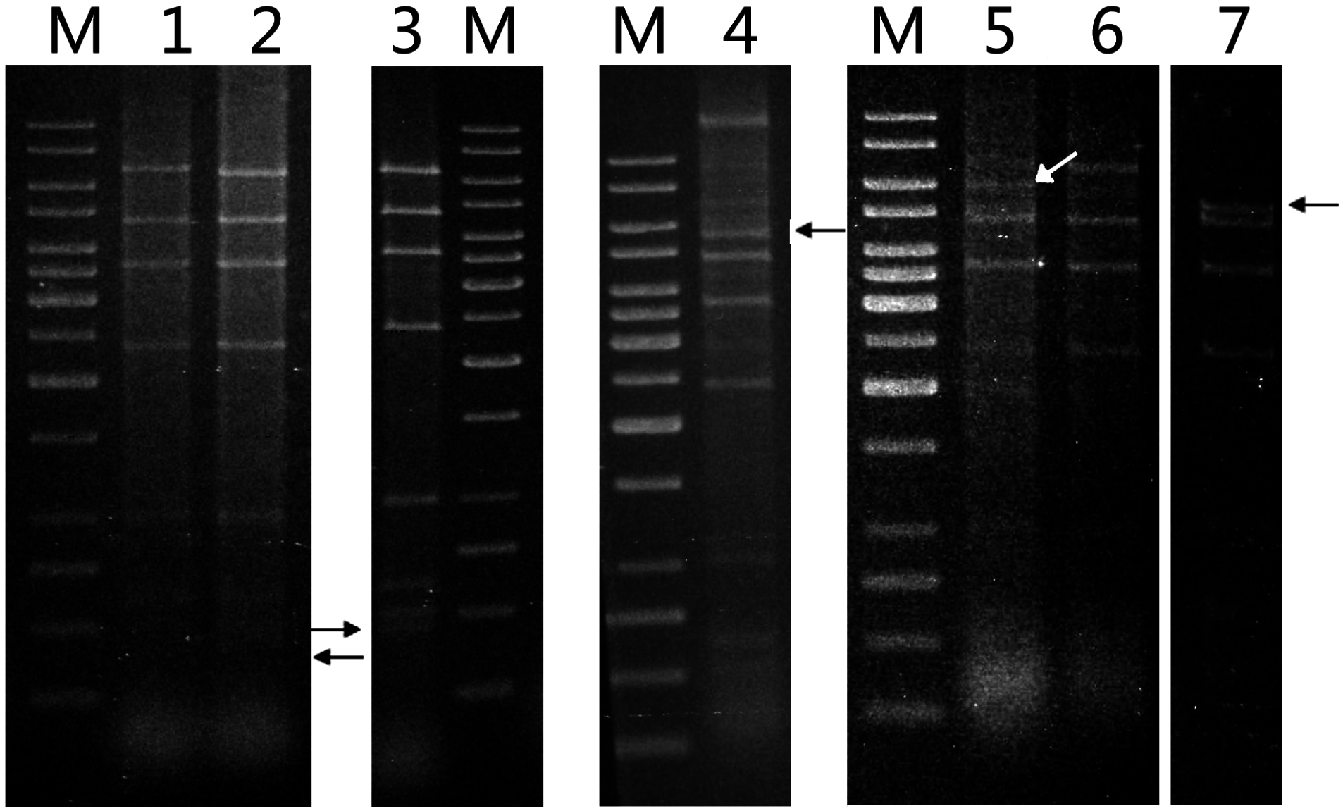 Life 05 00506 g005 1024