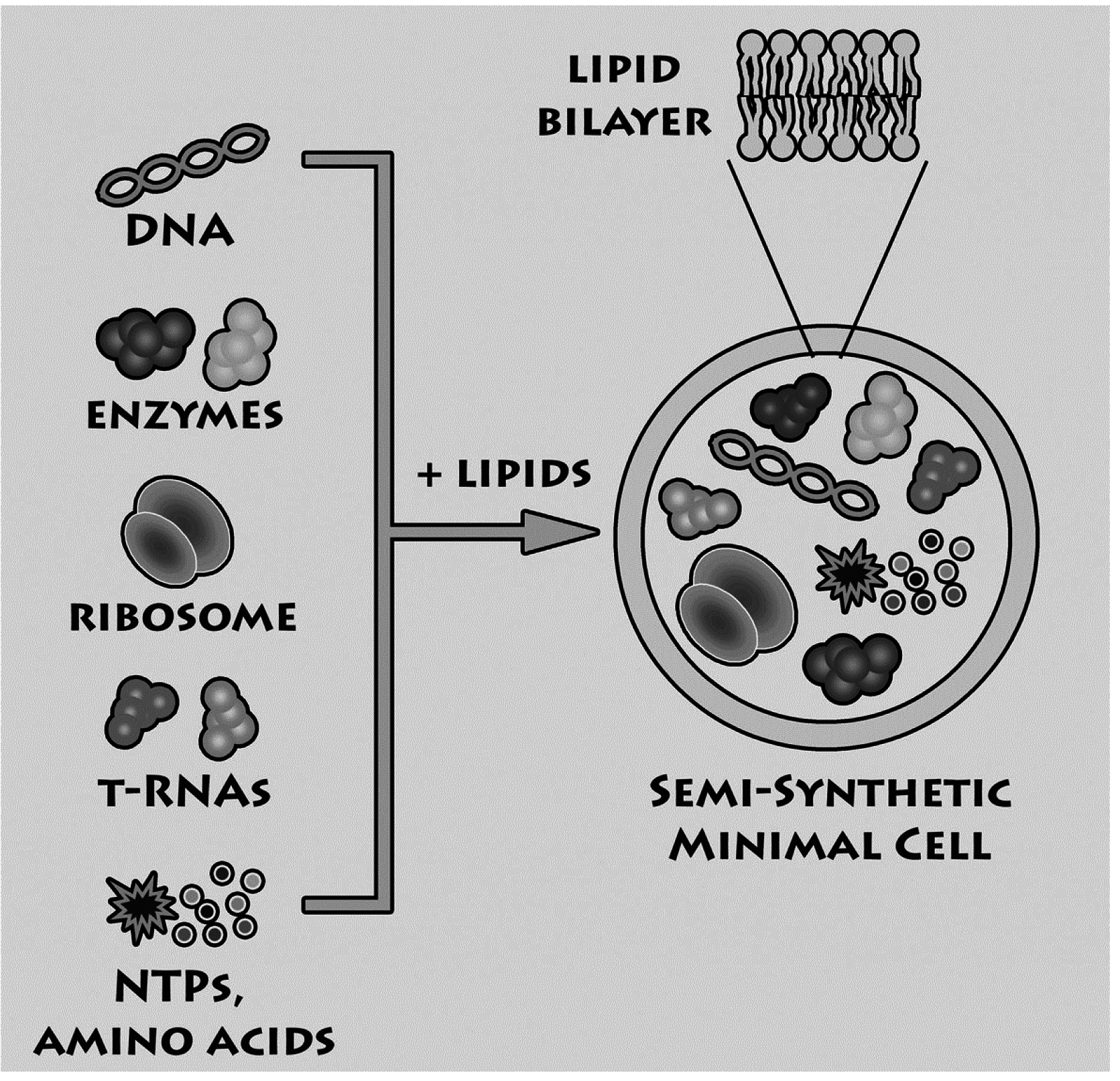 Life 05 00969 g001 1024
