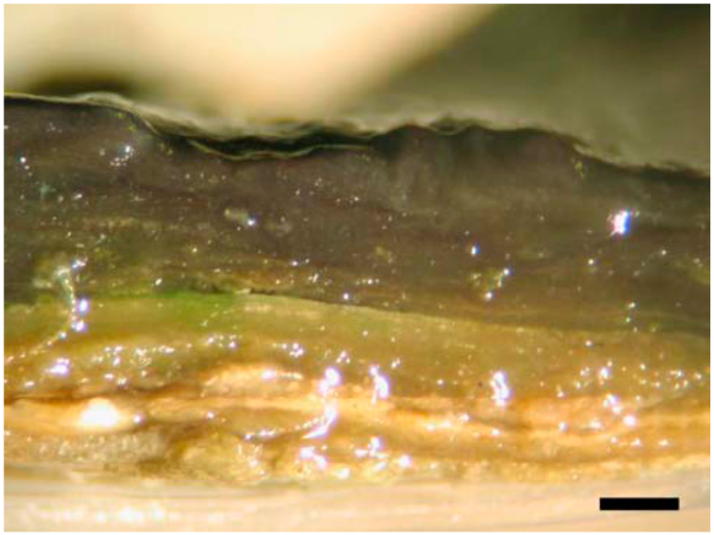 Life Free FullText Role of Cyanobacterial Exopolysaccharides in