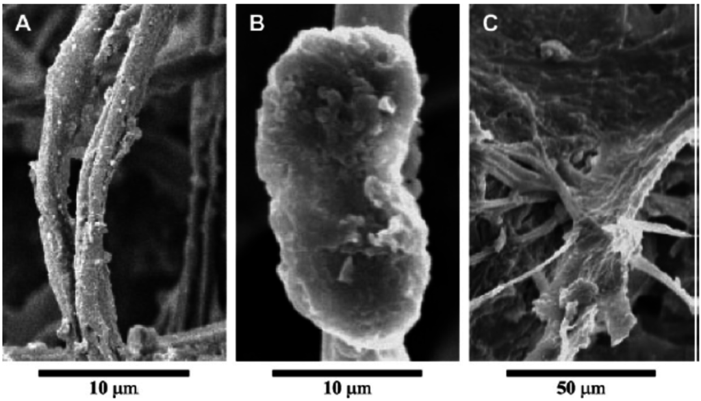 Life Free FullText Role of Cyanobacterial Exopolysaccharides in