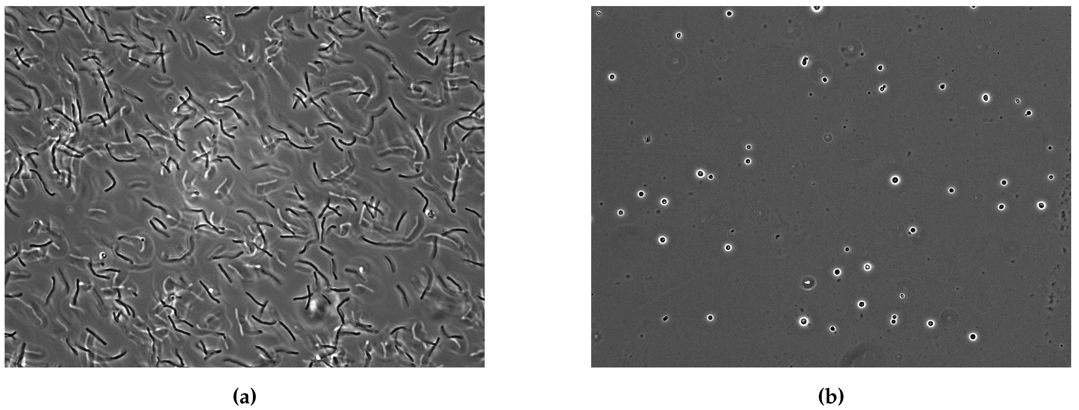 Life Free Full Text Assessing The Ecophysiology Of Methanogens In The Context Of Recent Astrobiological And Planetological Studies Html