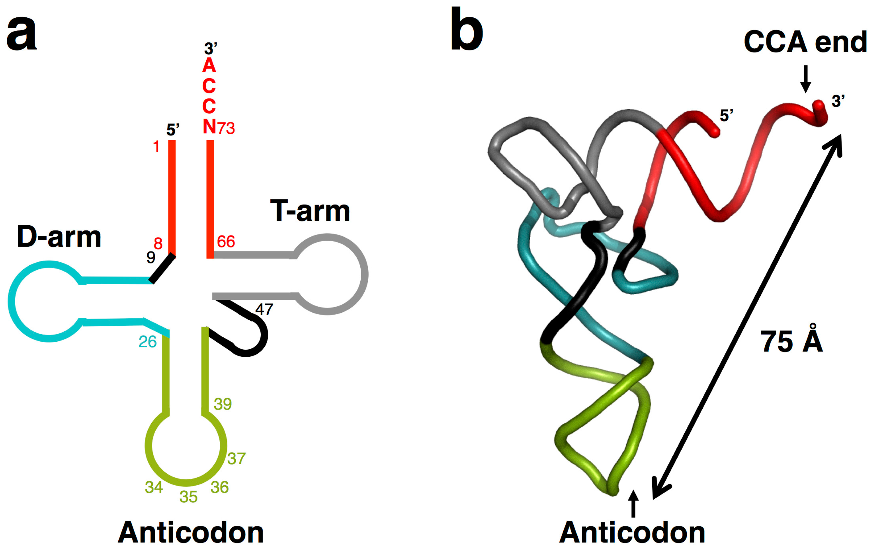 Life Free Full Text Origins And Early Evolution Of The Trna Molecule Html