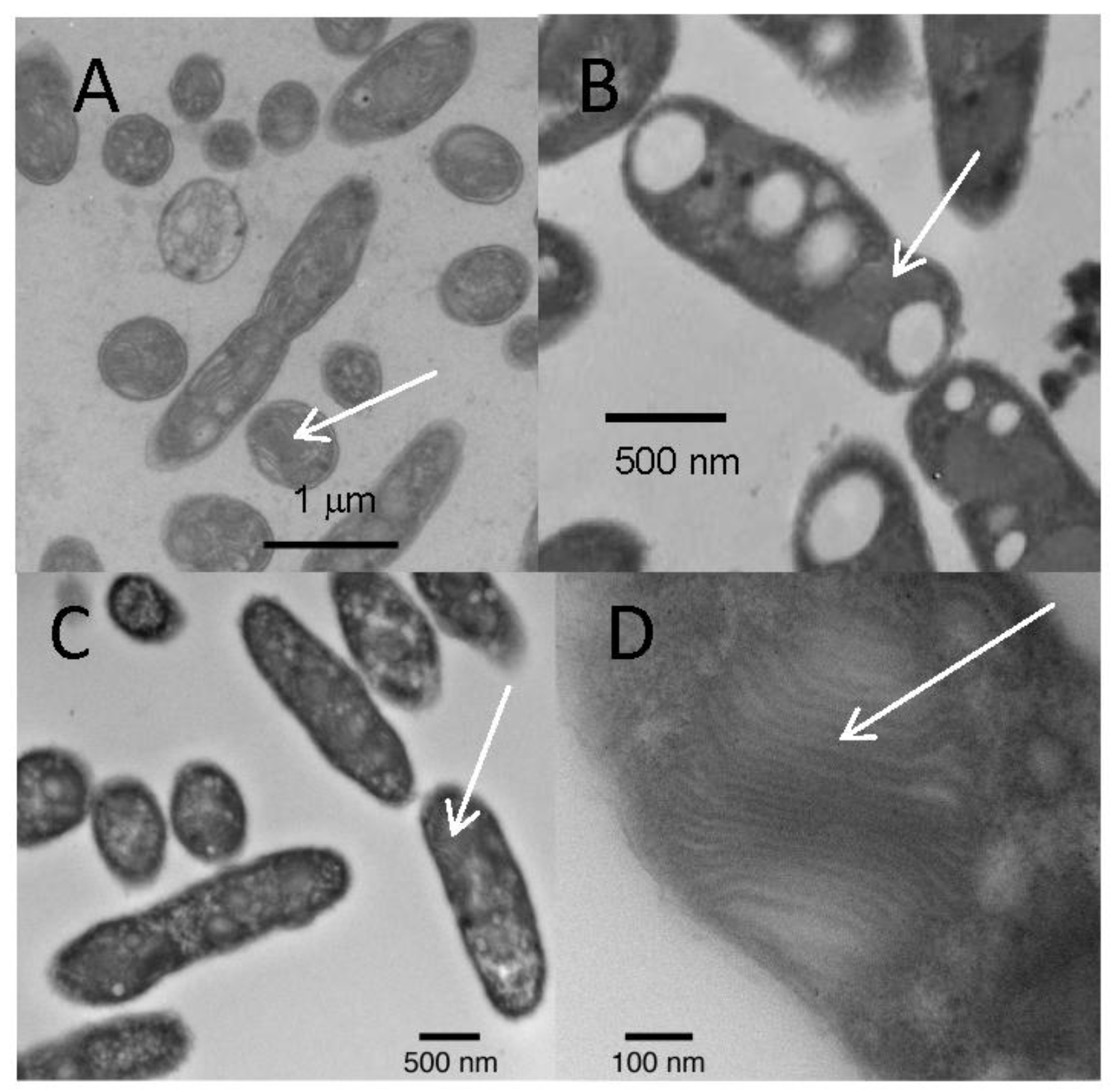 Life 07 00001 g004 550