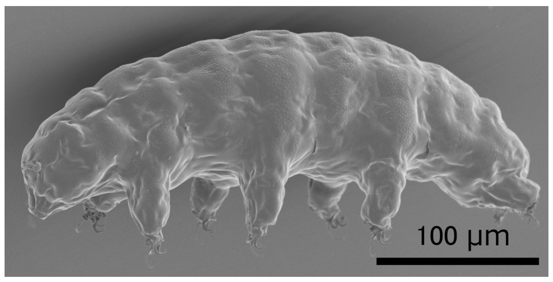 Extremophile organisms: Deinococcus radiodurans. Science blog 121