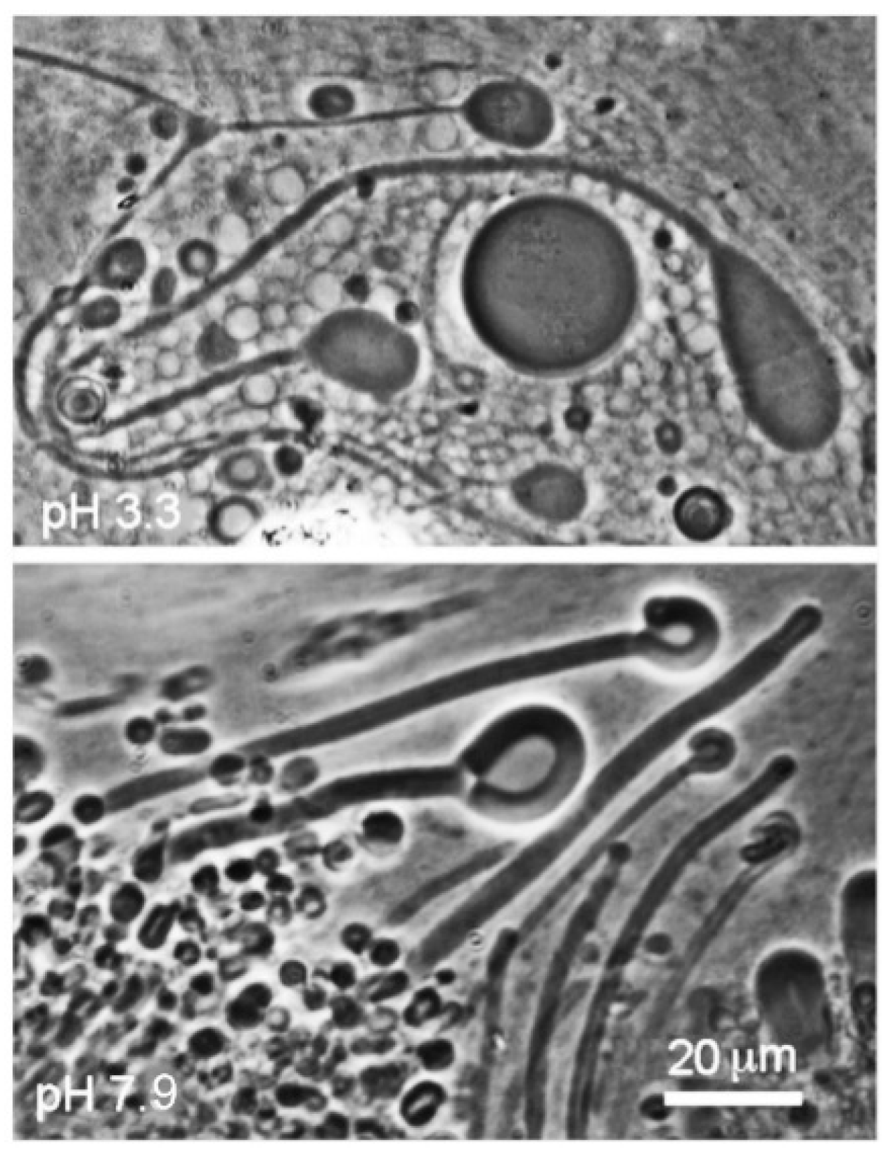 Life 08 00011 g004 550