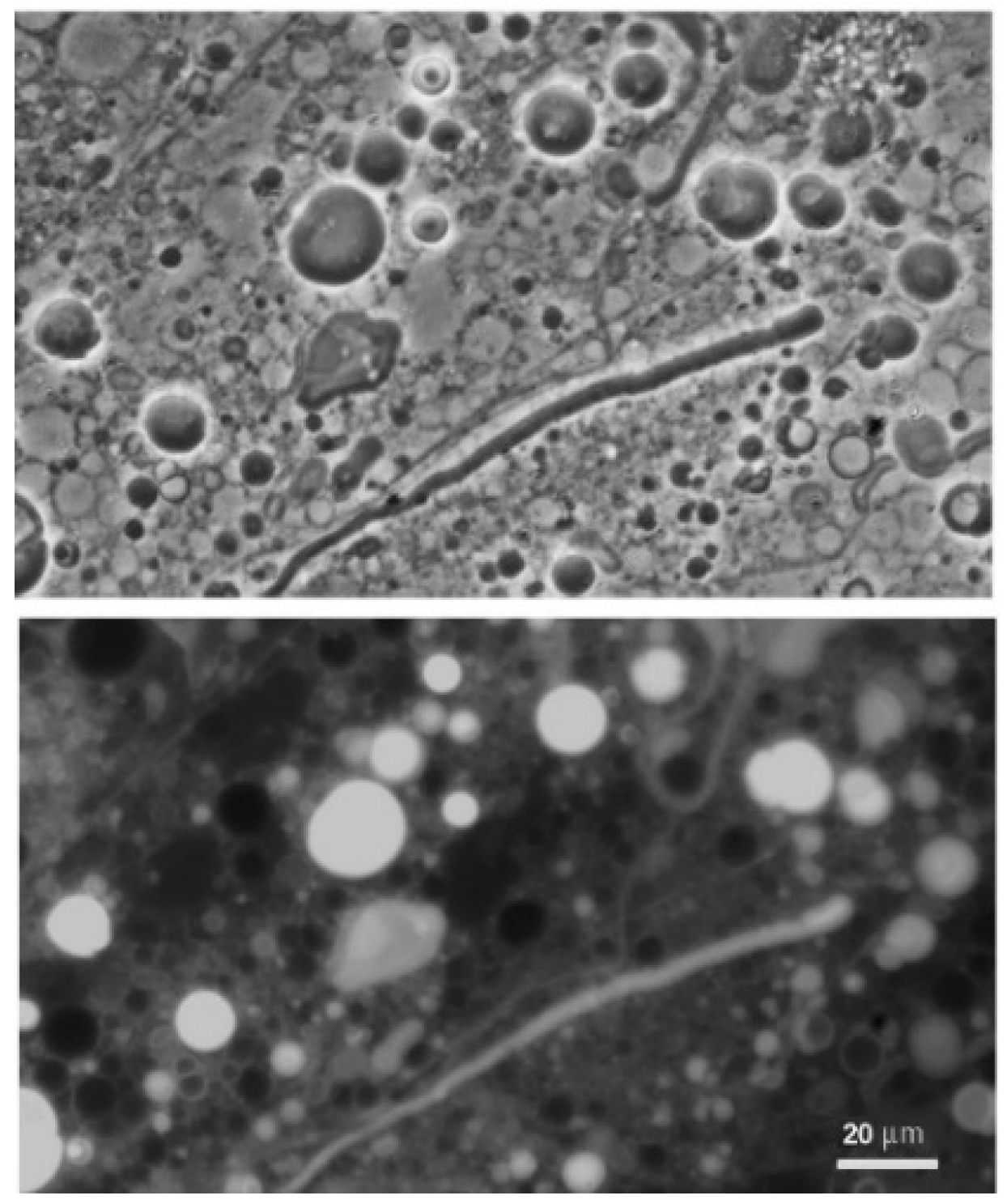 Life 08 00011 g007 550