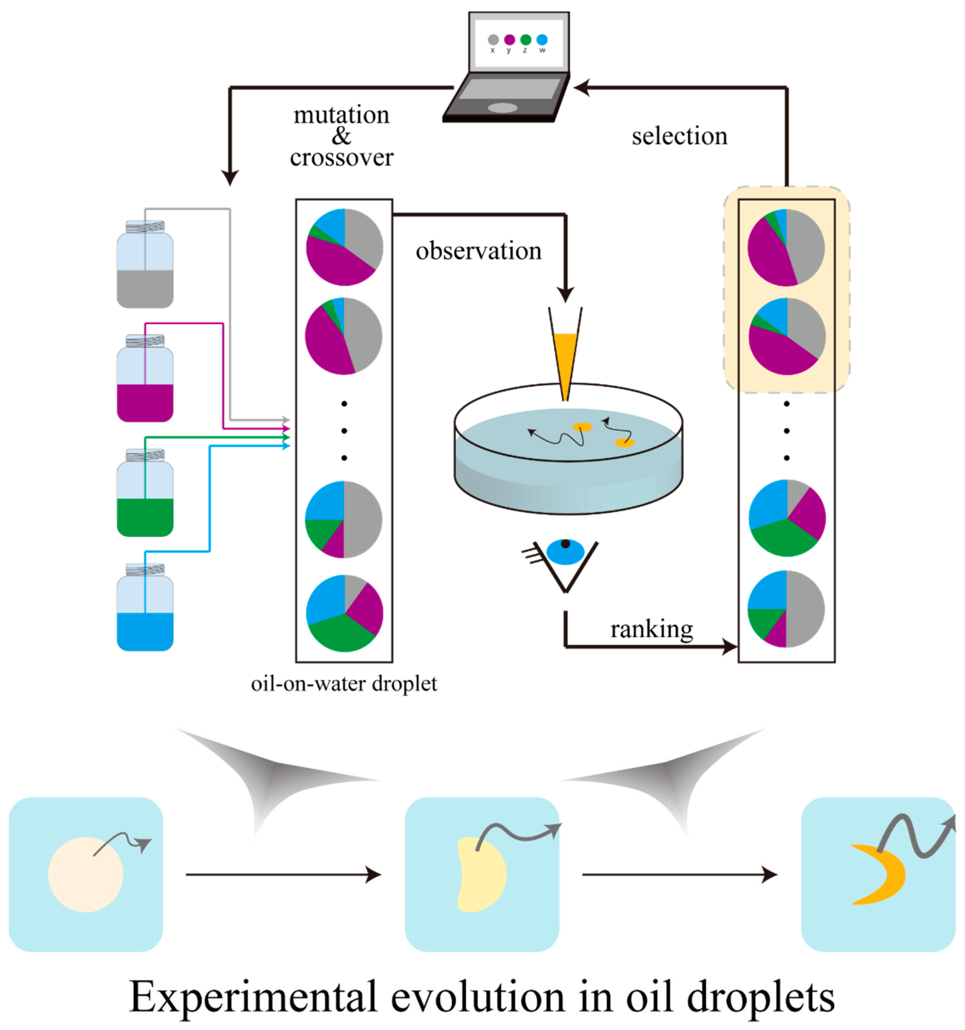 Life | Free Full-Text | Toward Experimental Evolution with Giant Vesicles