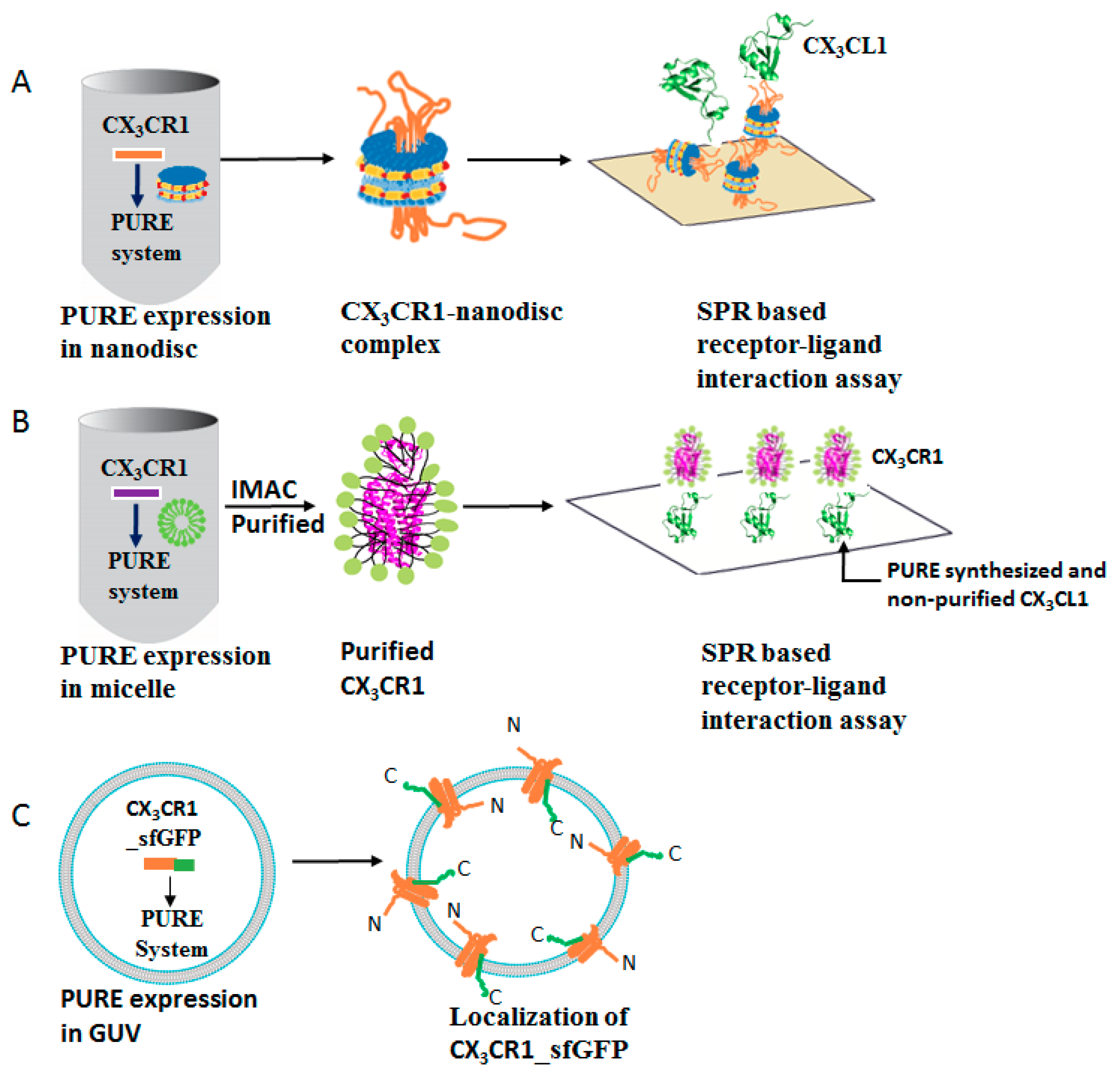 Life 08 00054 g001 Life 08 00054 g001