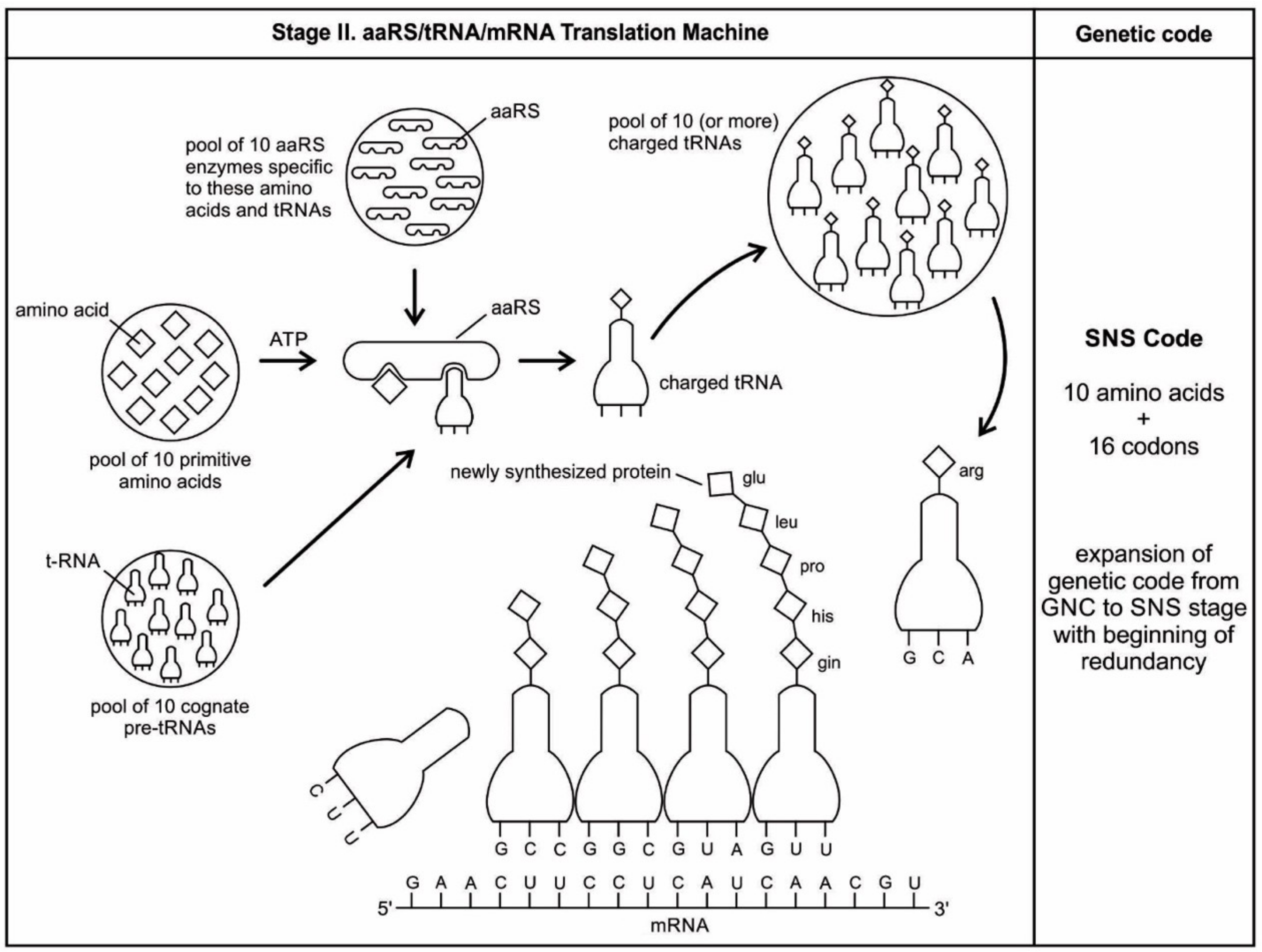 Life Free Full Text The Origin Of Prebiotic Information System In The Peptide Rna World A Simulation Model Of The Evolution Of Translation And The Genetic Code Html Life Free Full Text The Origin Of Prebiotic Information System In The Peptide Rna World A Simulation Model Of The Evolution Of Translation And The Genetic Code Html