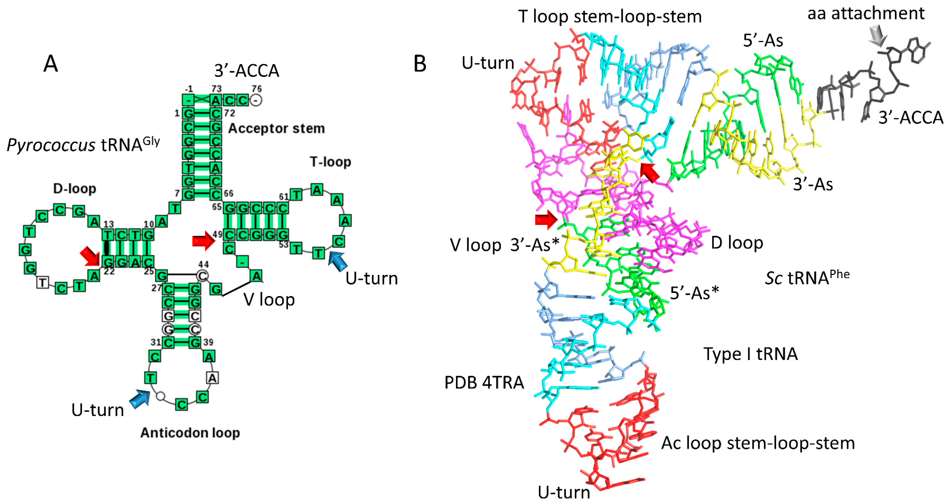 Life Free Full Text A Trna And Anticodon Centric View Of The Evolution Of Aminoacyl Trna Synthetases Trnaomes And The Genetic Code Html