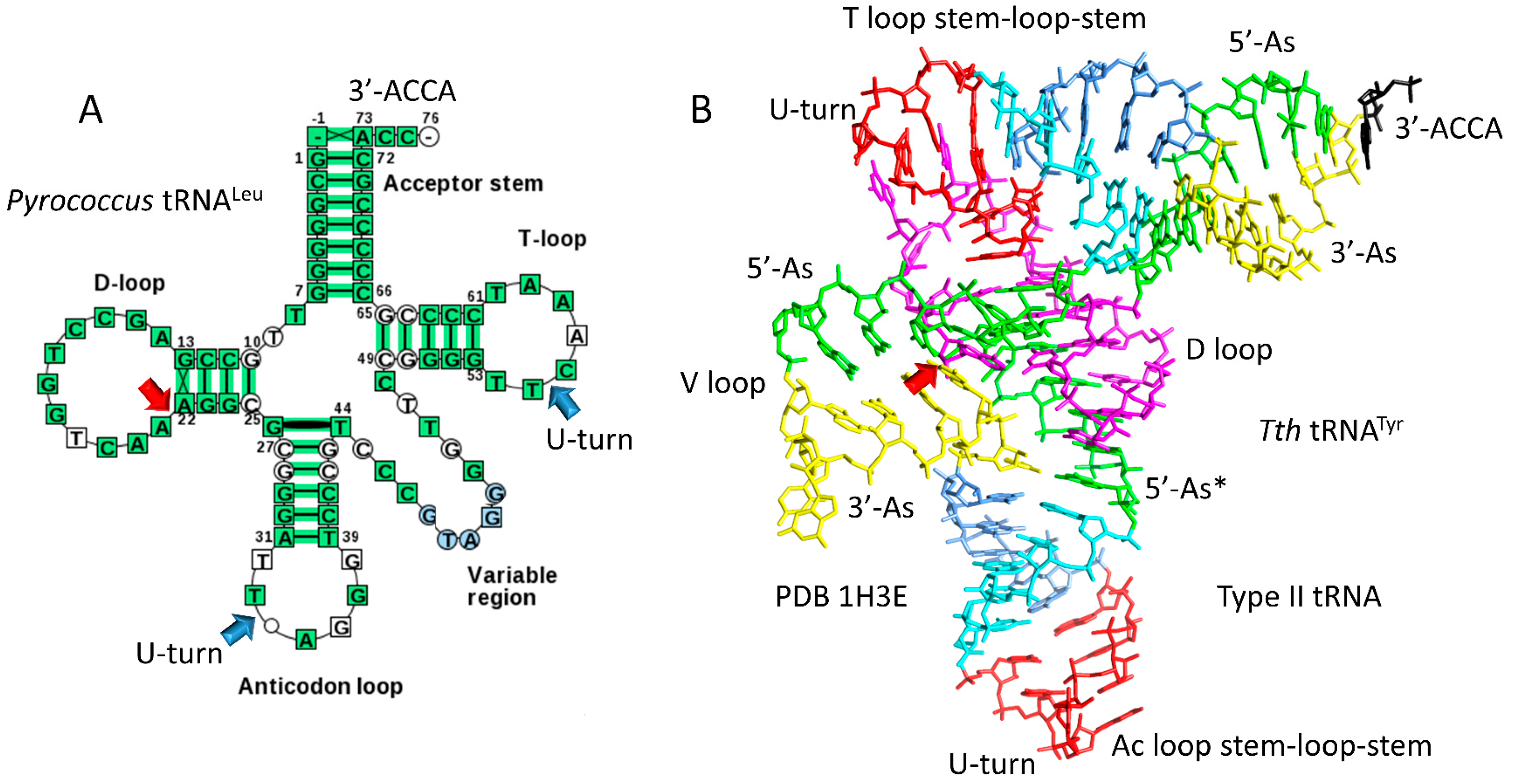 Life Free Full Text A Trna And Anticodon Centric View Of The Evolution Of Aminoacyl Trna Synthetases Trnaomes And The Genetic Code Html