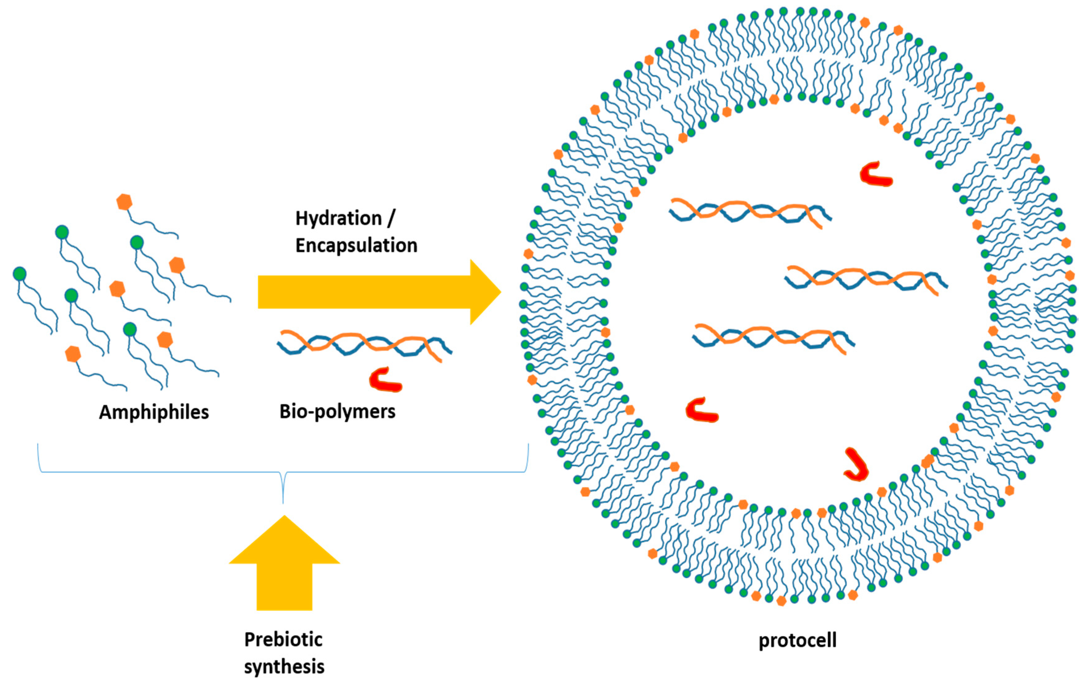 Life 09 00049 g004 Life 09 00049 g004