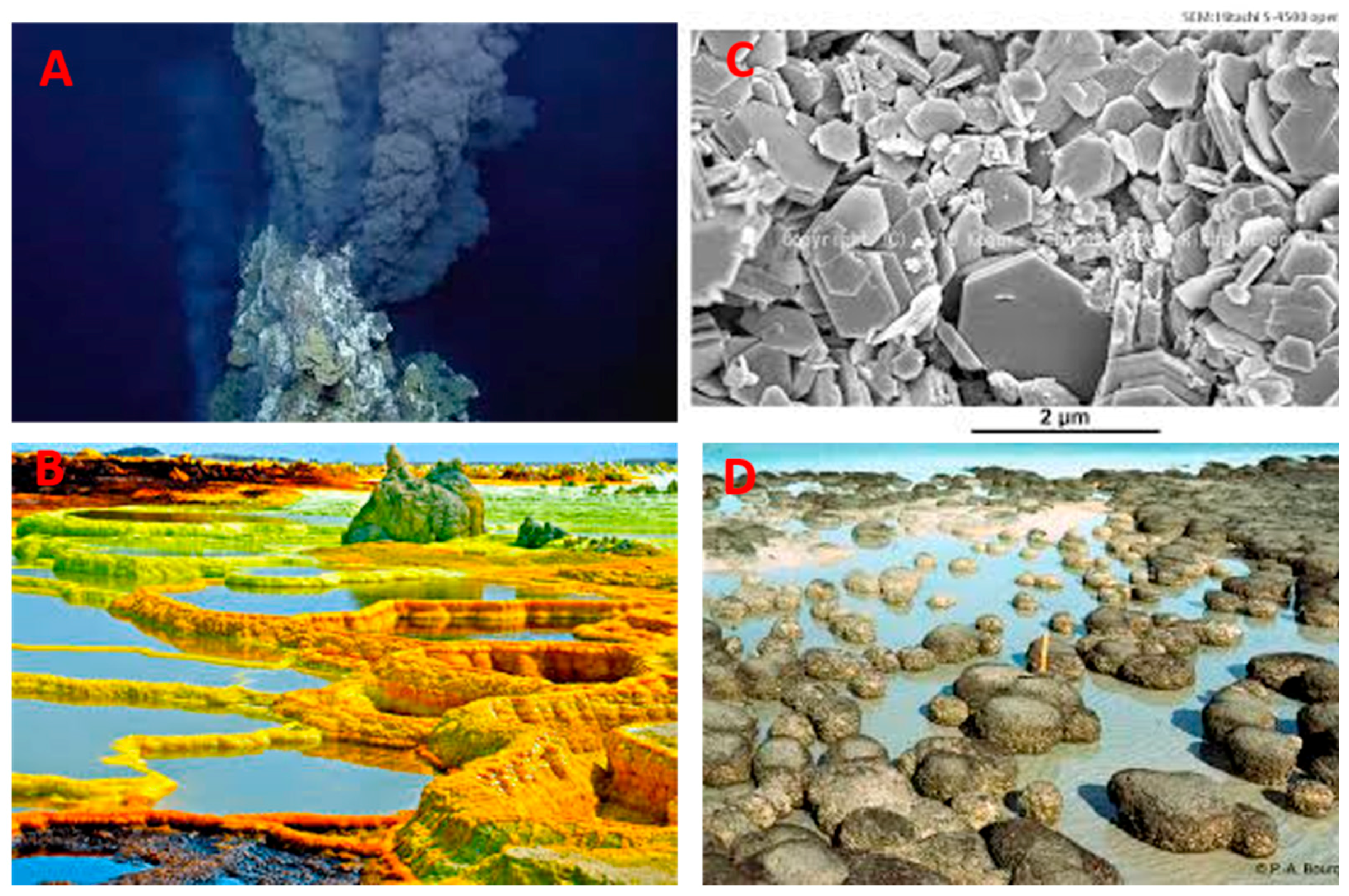 Life 09 00049 g005 Life 09 00049 g005