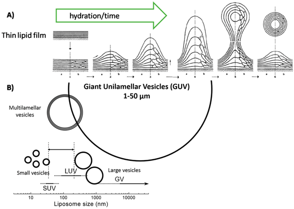 Life 09 00049 i001 Life 09 00049 i001