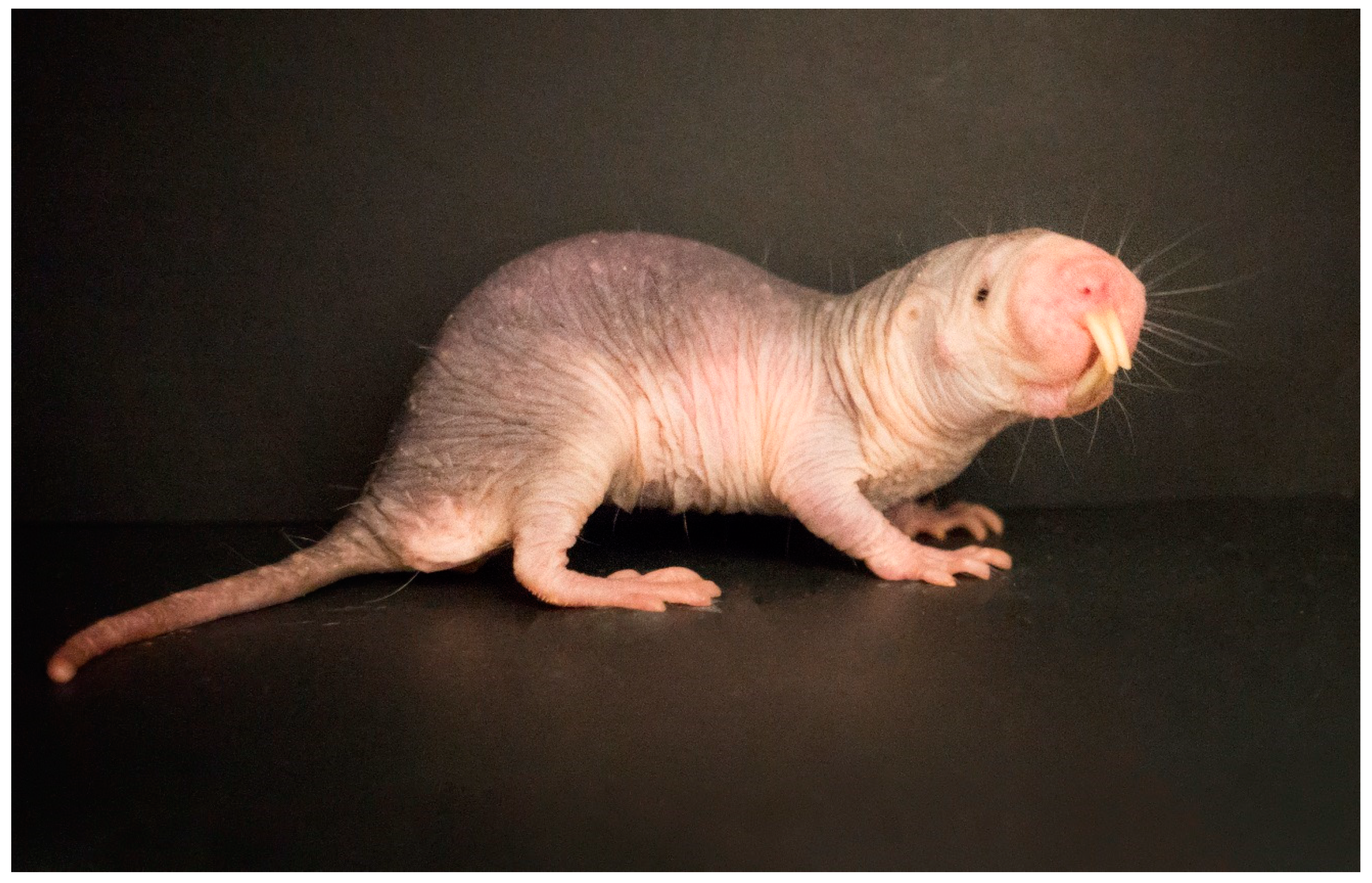 Life | Free Full-Text | The Naked Mole-Rat: An Unusual Organism with an  Unexpected Latent Potential for Increased Intelligence?