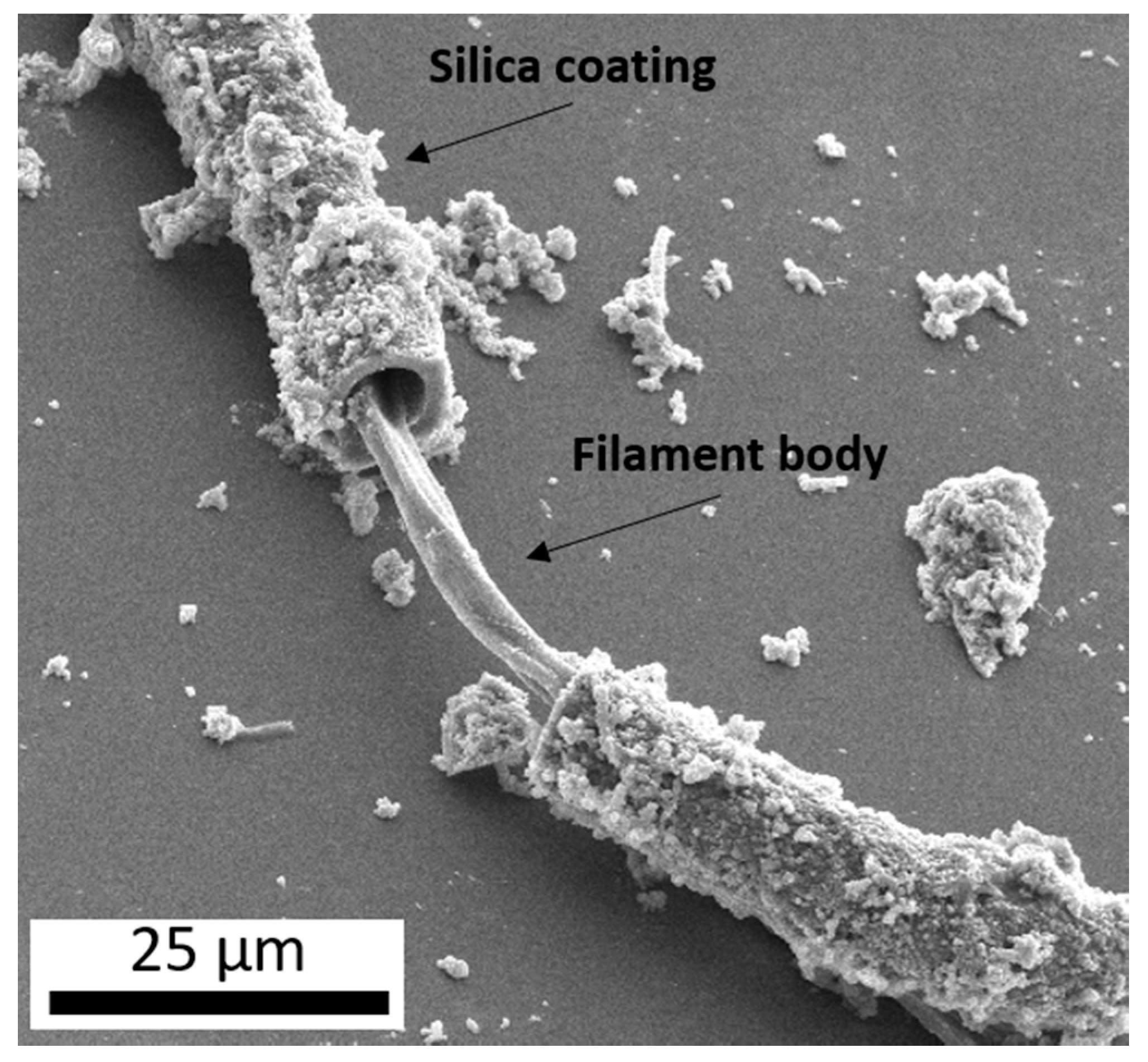 Life 10 00003 g001 Life 10 00003 g001