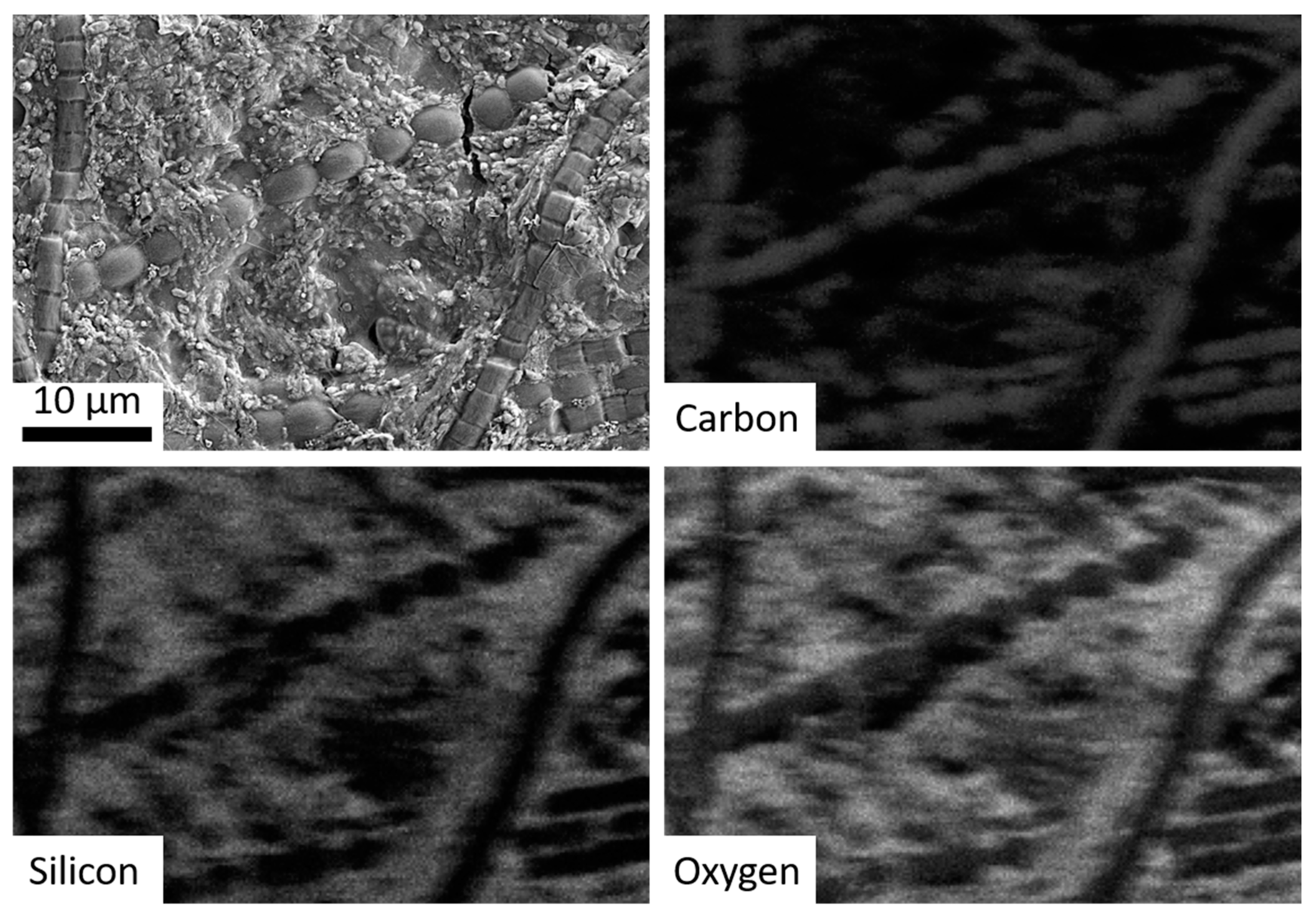 Life 10 00003 g005 Life 10 00003 g005