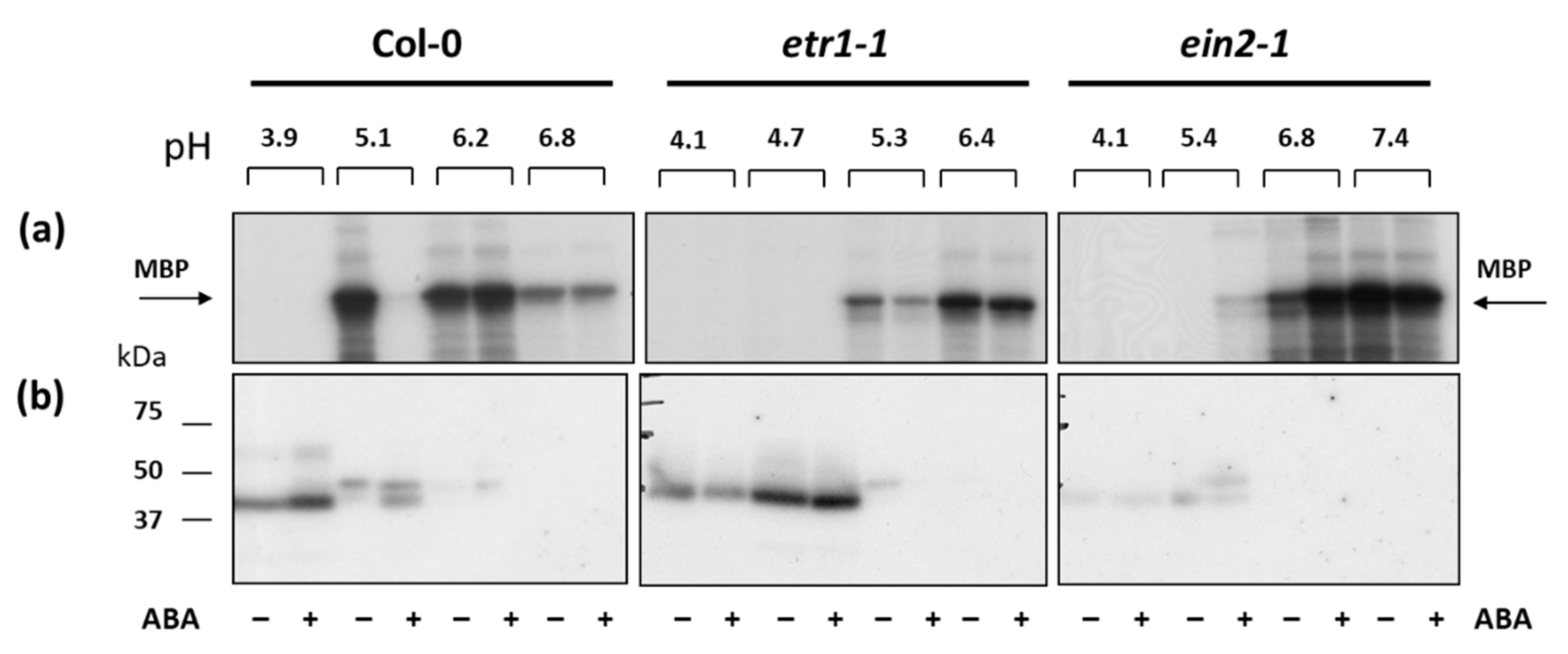 Life 10 00015 g006 Life 10 00015 g006