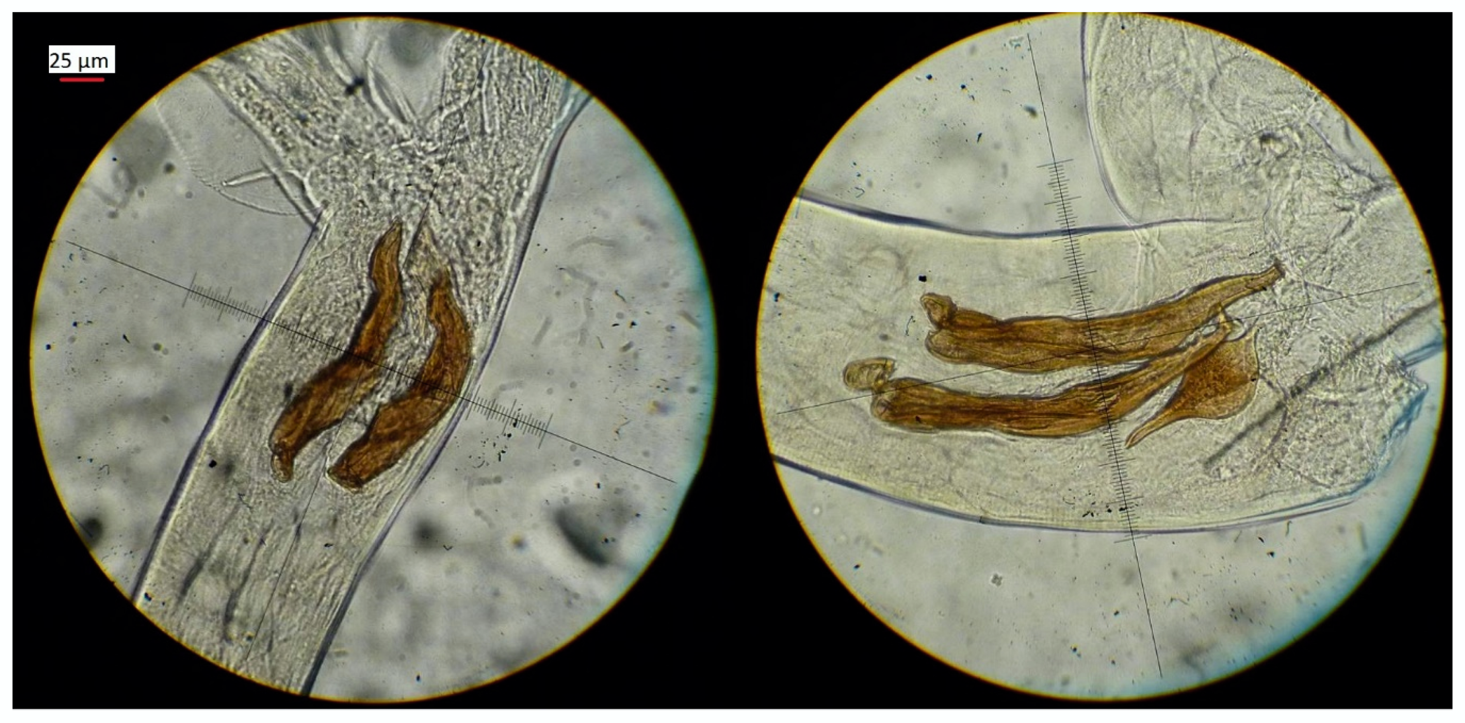 Life 10 00031 g001 Life 10 00031 g001