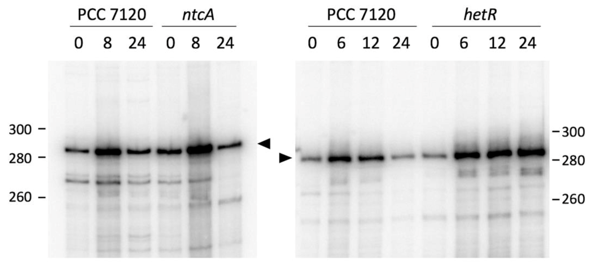 Life 10 00054 g003 Life 10 00054 g003