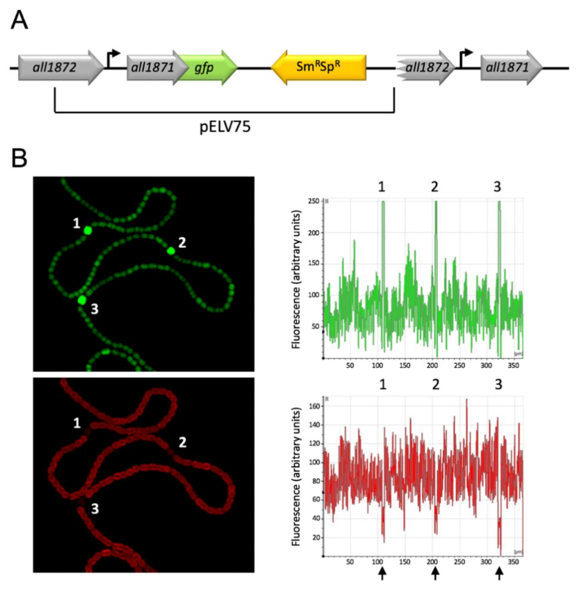 Life 10 00054 g005 Life 10 00054 g005