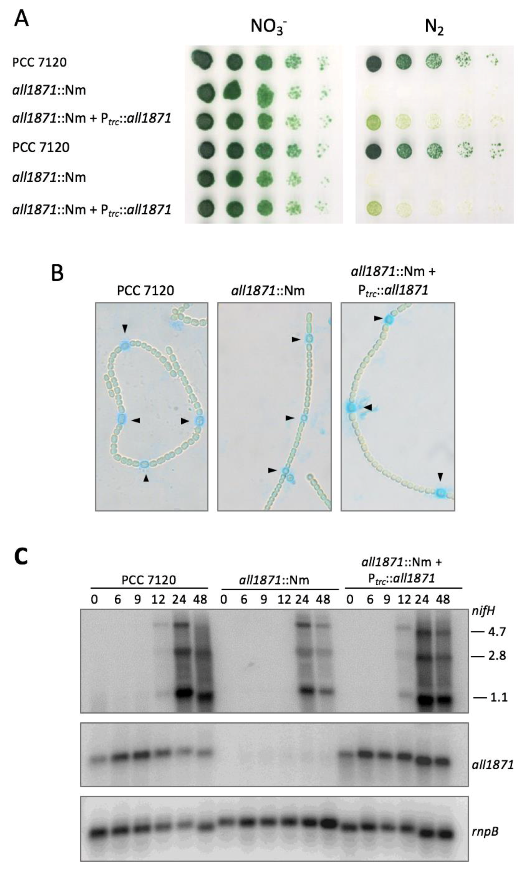 Life 10 00054 g006 Life 10 00054 g006