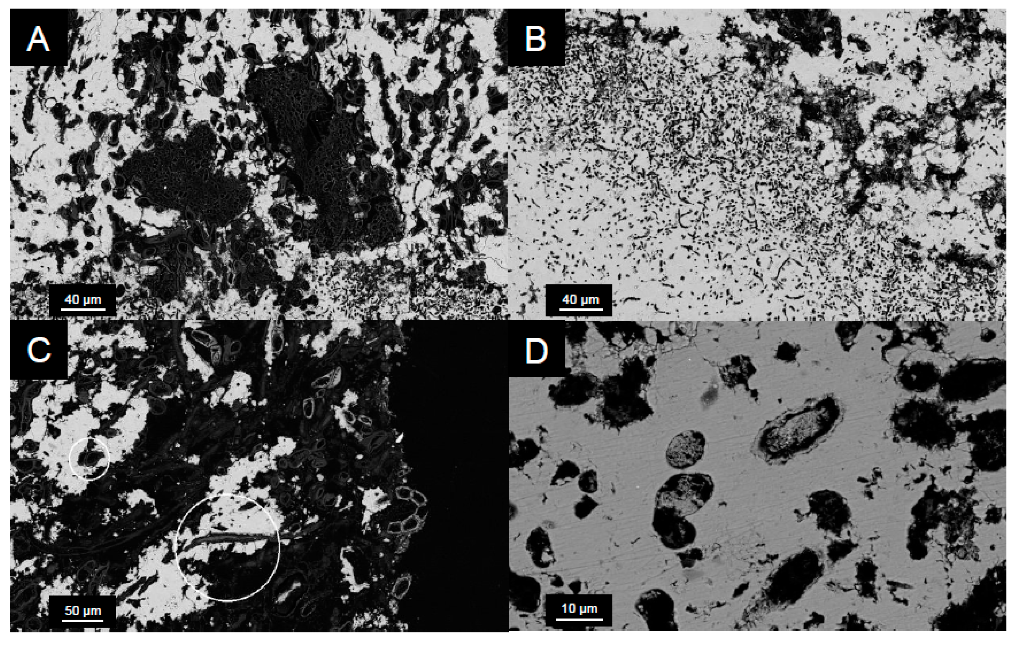 Life 10 00066 g008 Life 10 00066 g008