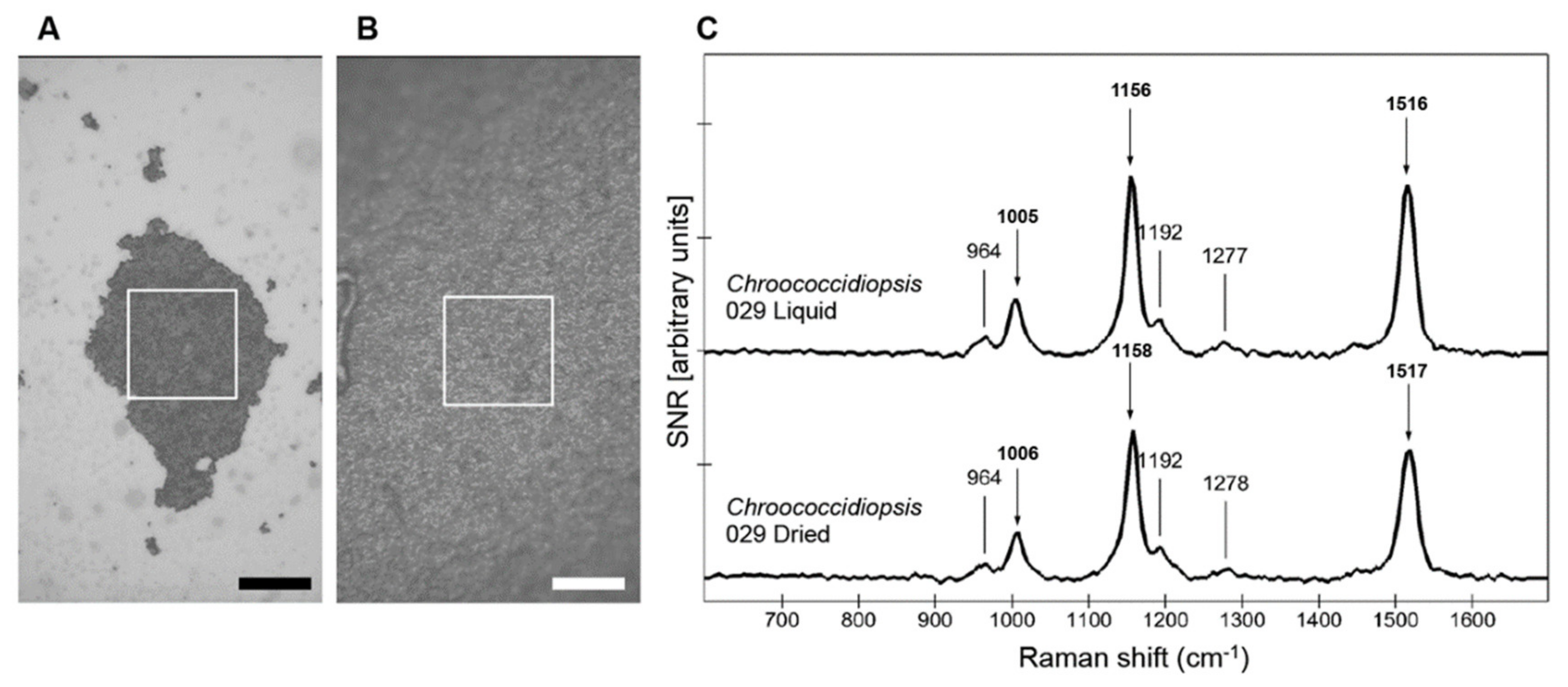 Life 10 00083 g001 Life 10 00083 g001